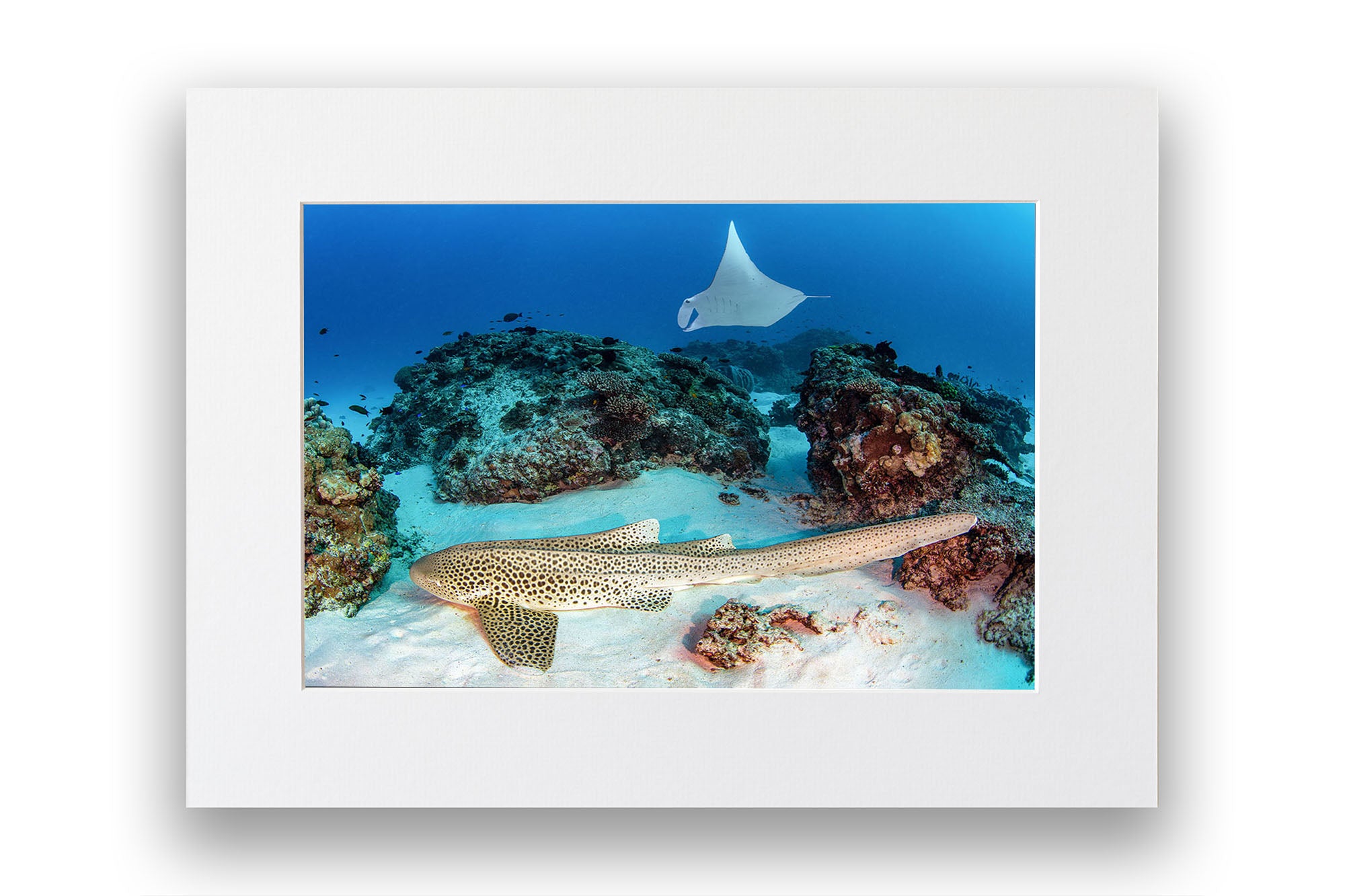 Leopard Shark and Manta Ray Great Barrier Reef