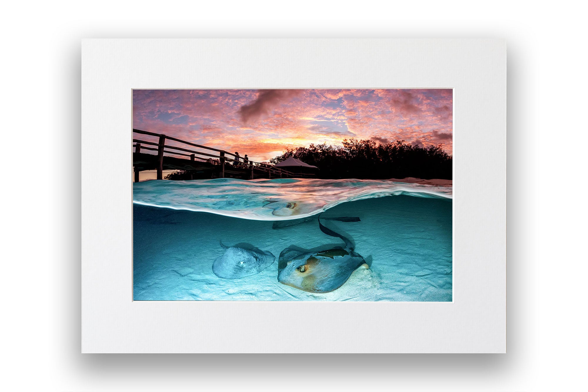 Stingray Sunrise Heron Island Great Barrier Reef