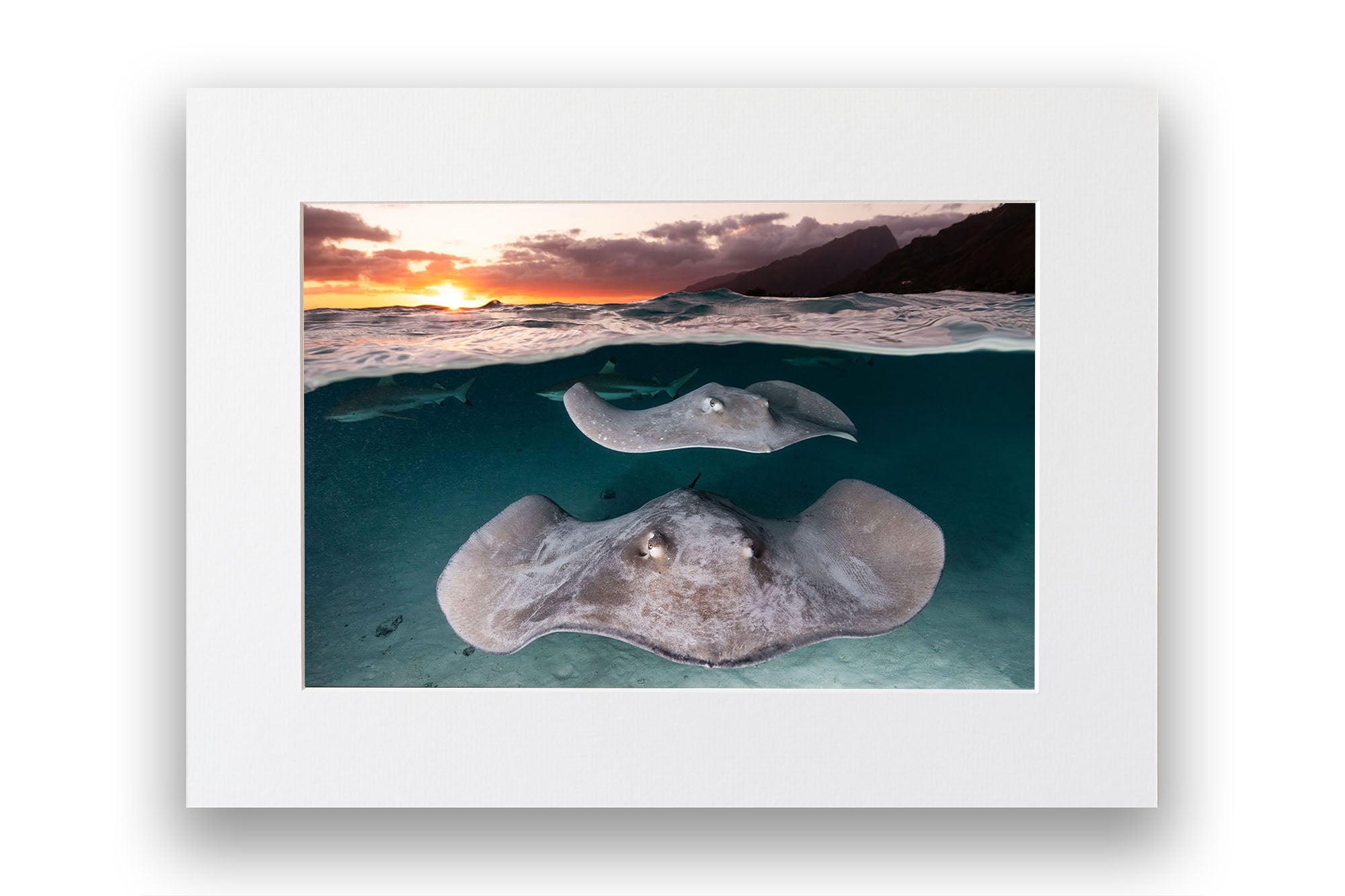 Stingray Sunset French Polynesia