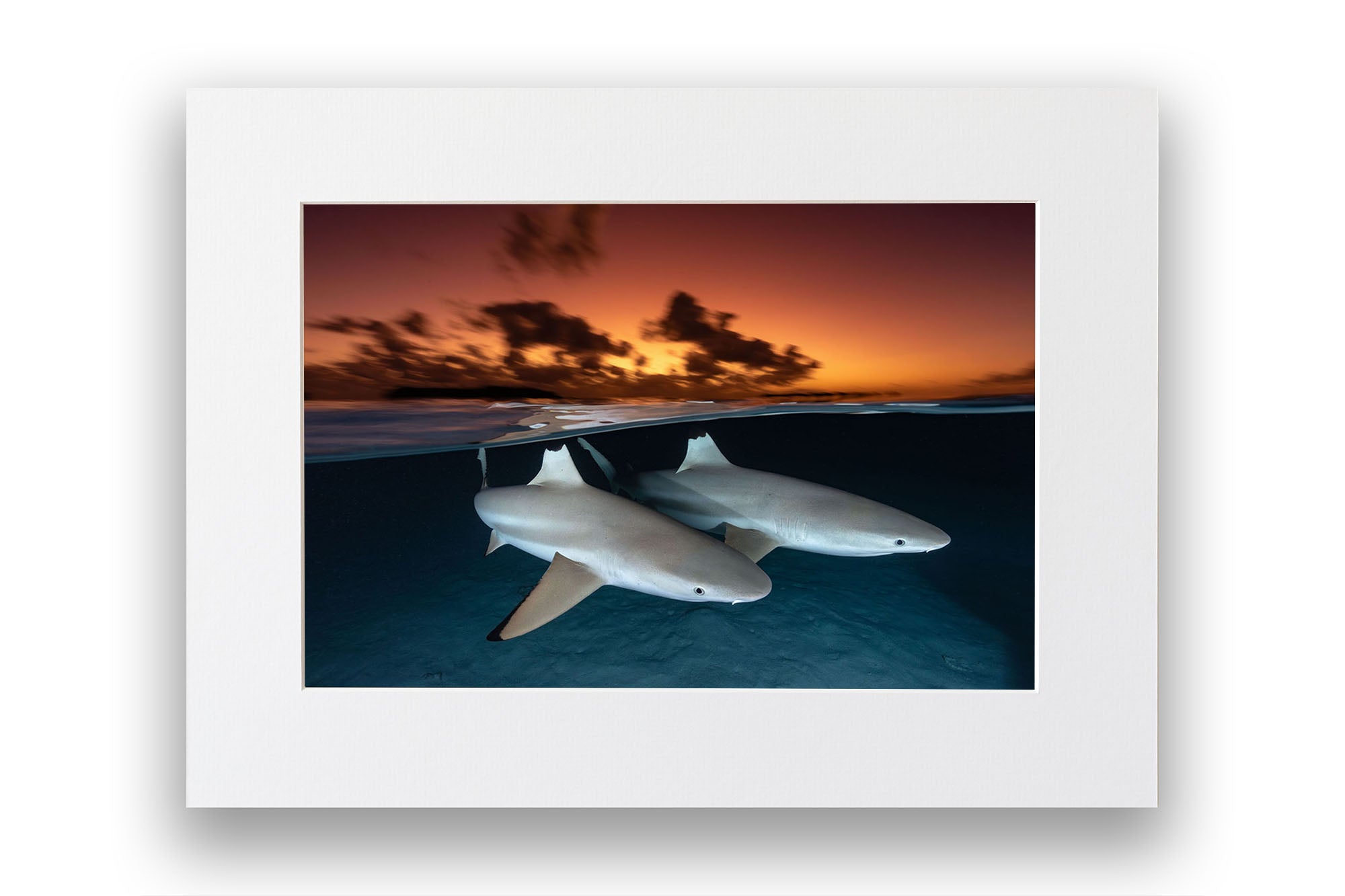 Side By Side Blacktip Reef Sharks