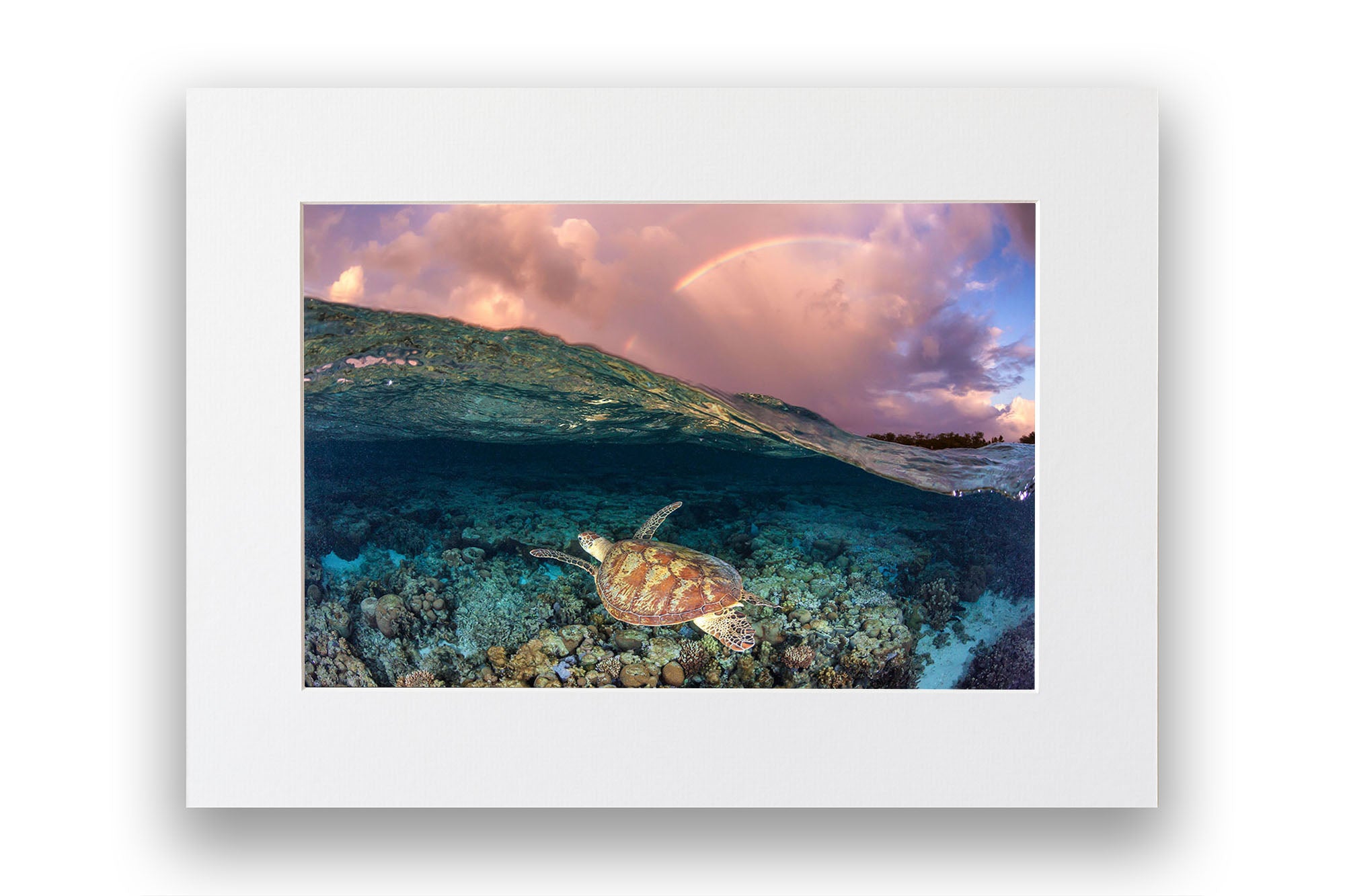 Over Under Rainbow Turtle Great Barrier Reef