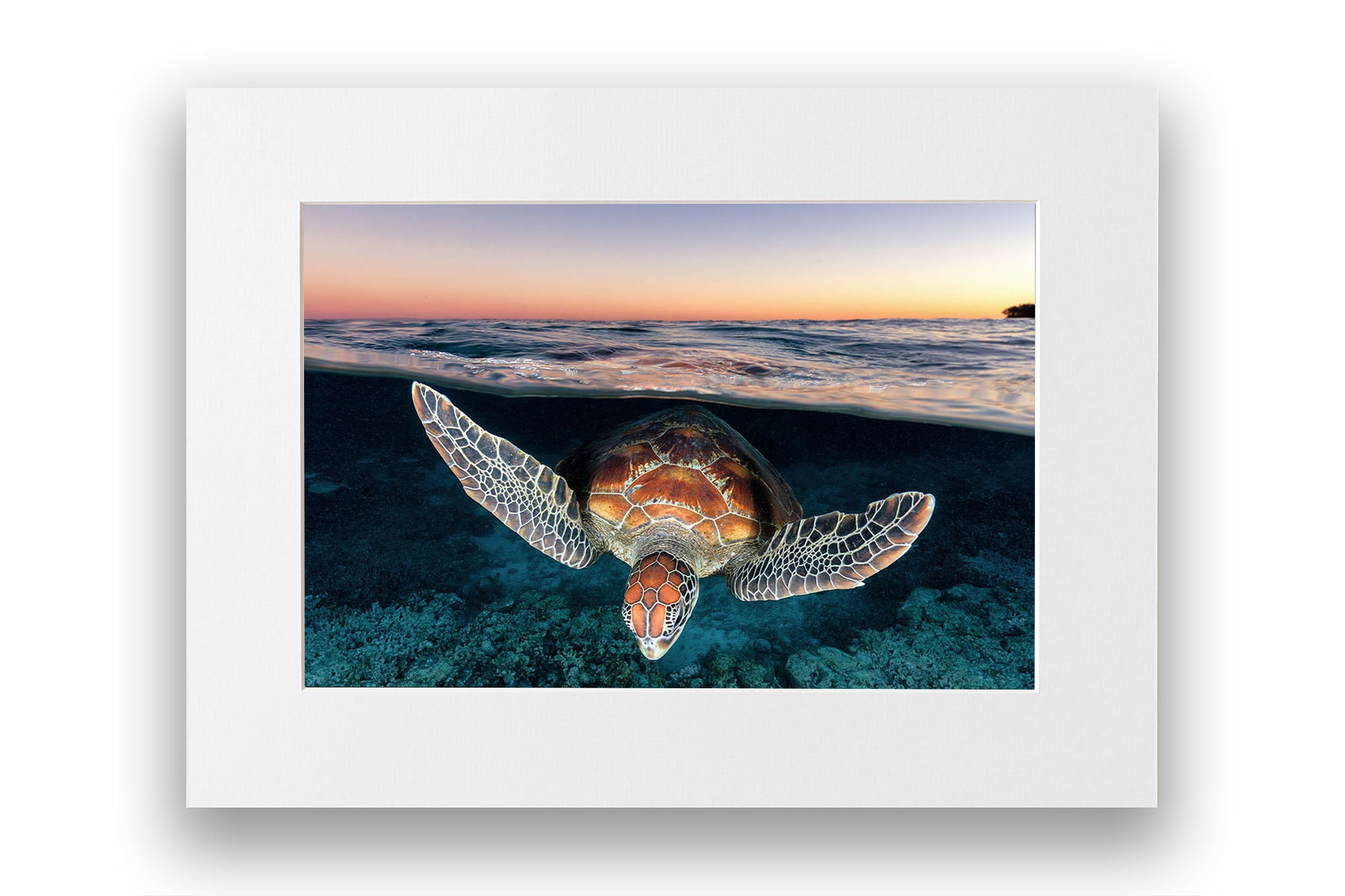 Sunset Glow Turtle | Great Barrier Reef