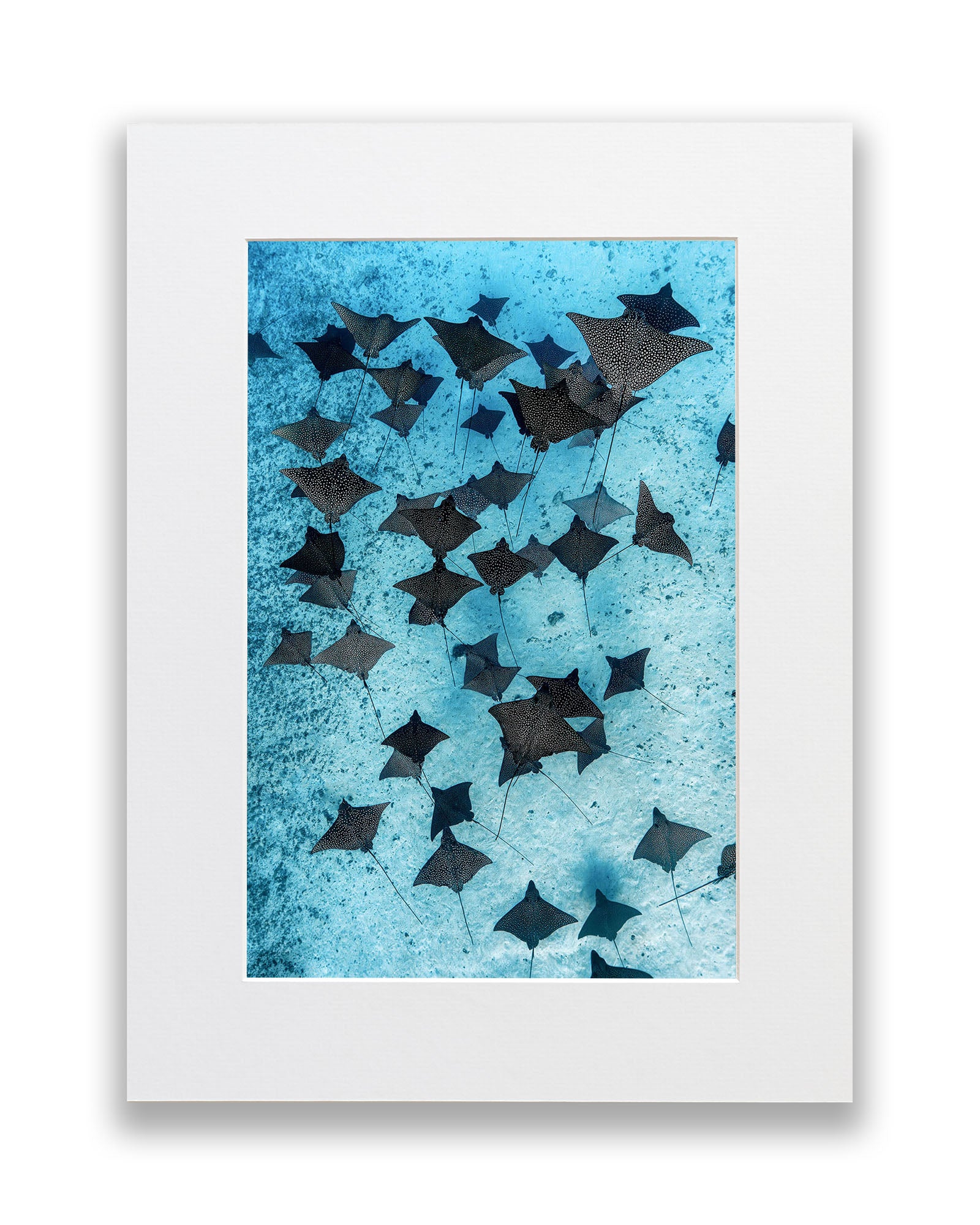 Fever of Eagle Rays Vertical