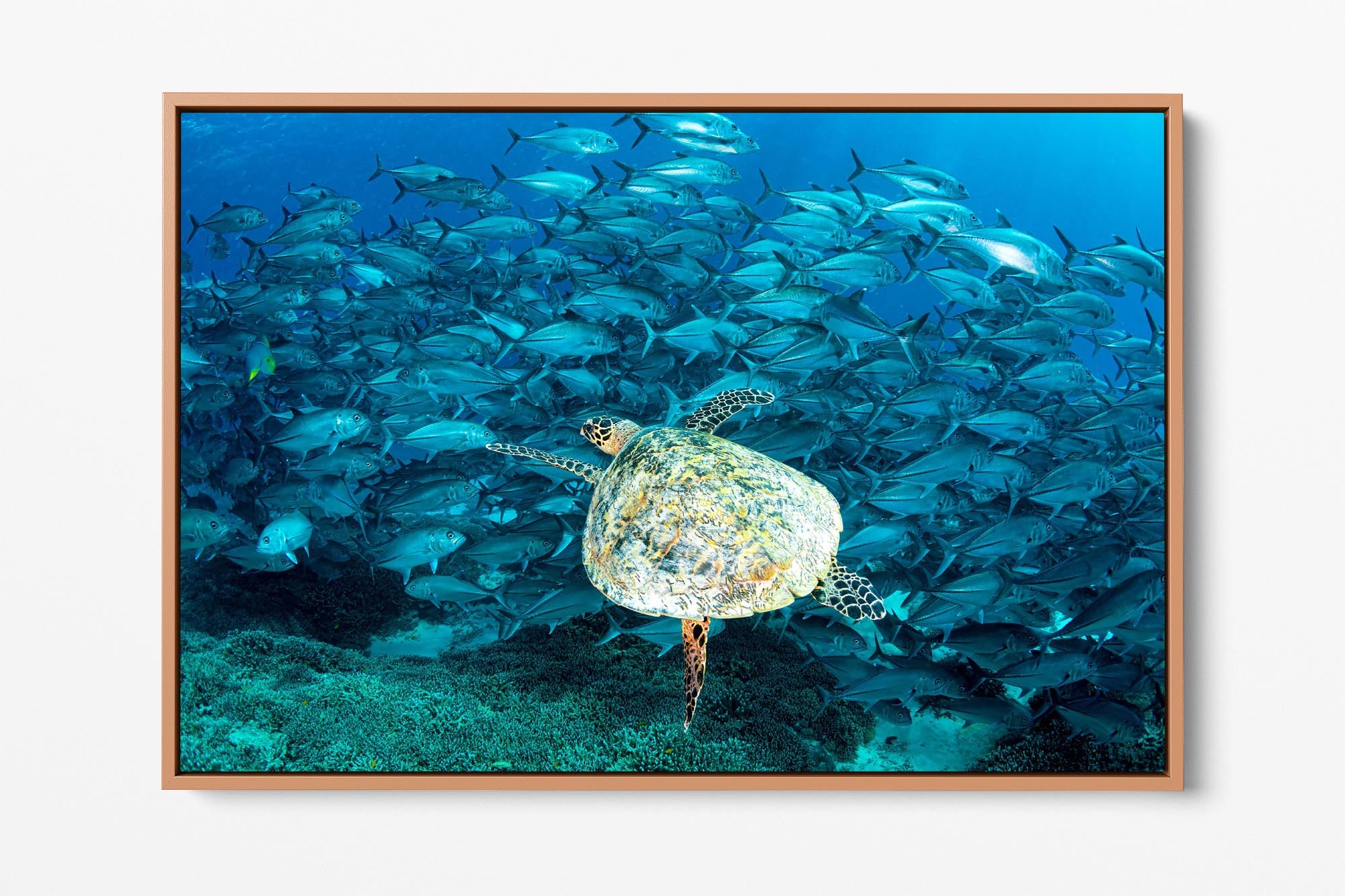 Peak Hour | Great Barrier Reef