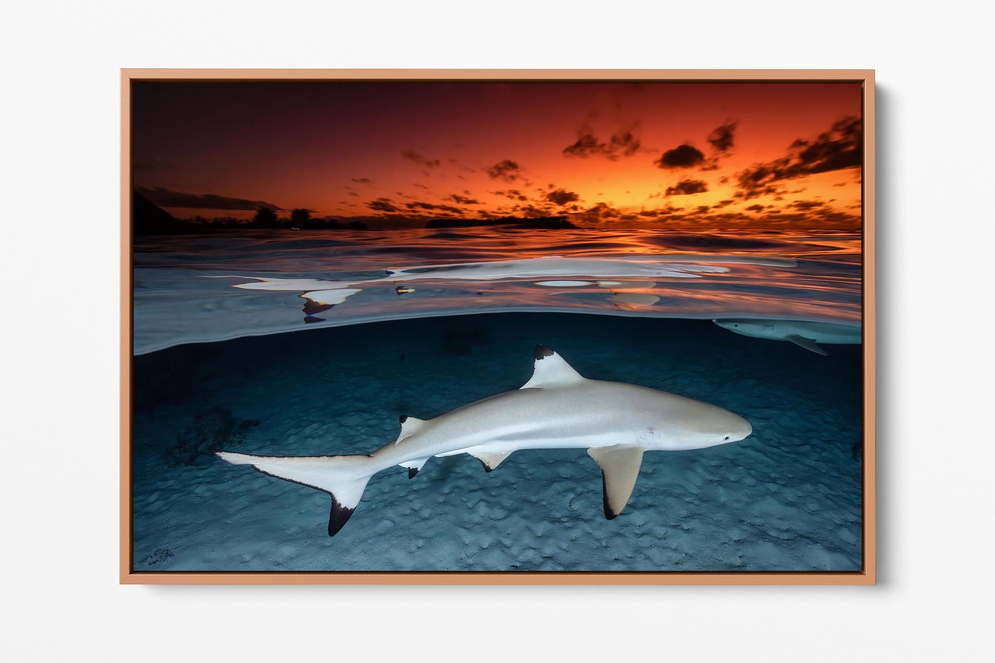 Blacktip Reef Shark Sunset