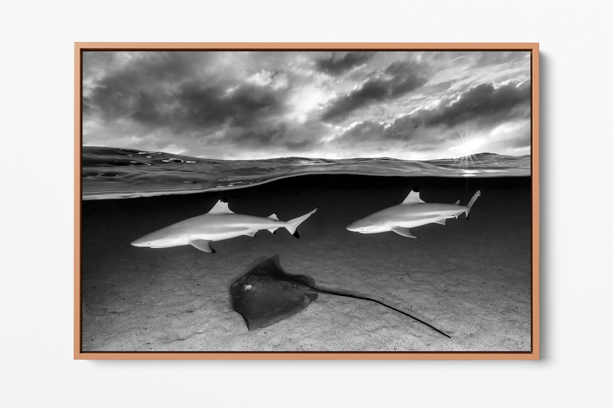 Shark and Ray Lagoon Monochrome