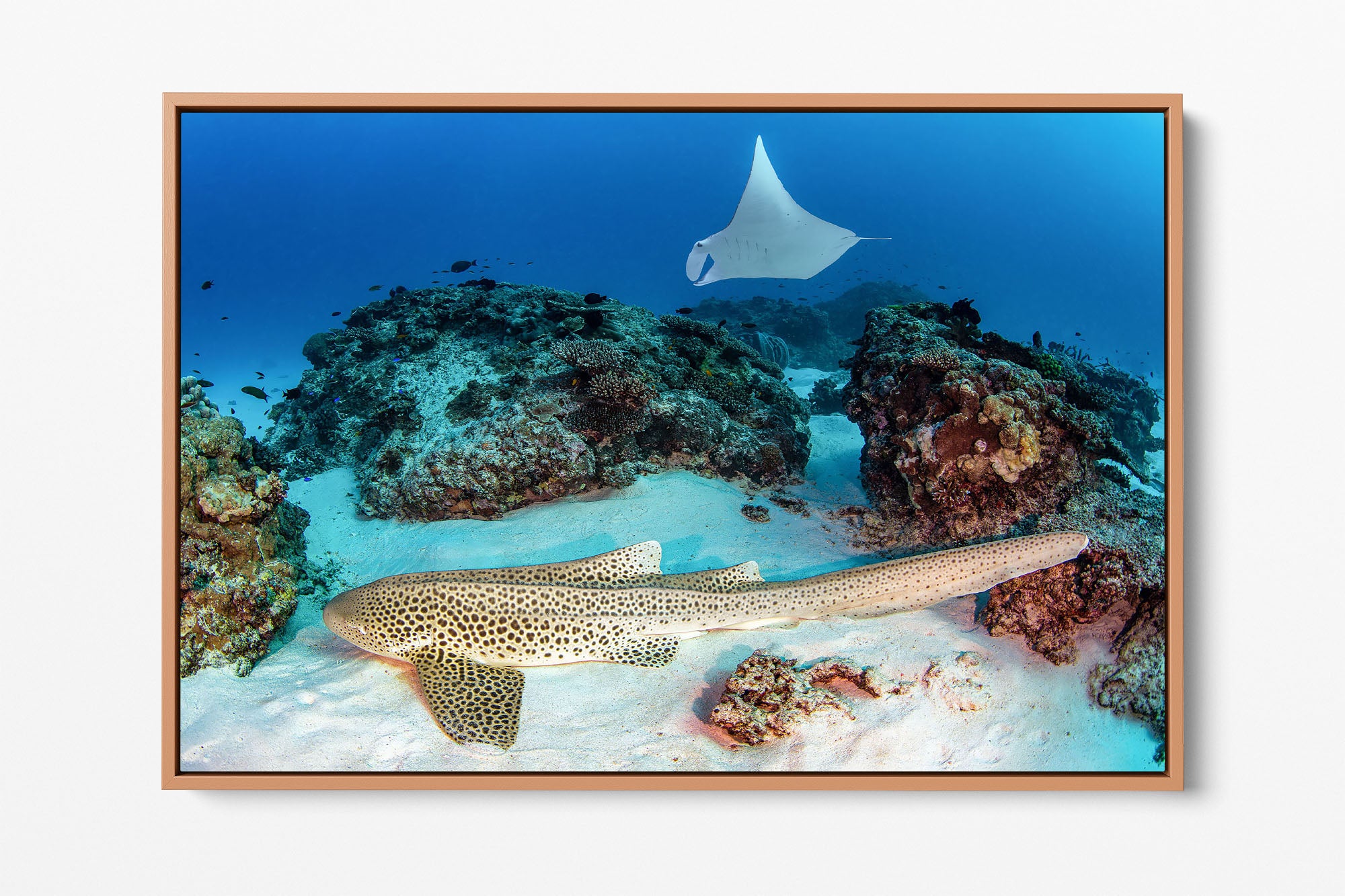 Leopard Shark and Manta Ray Great Barrier Reef