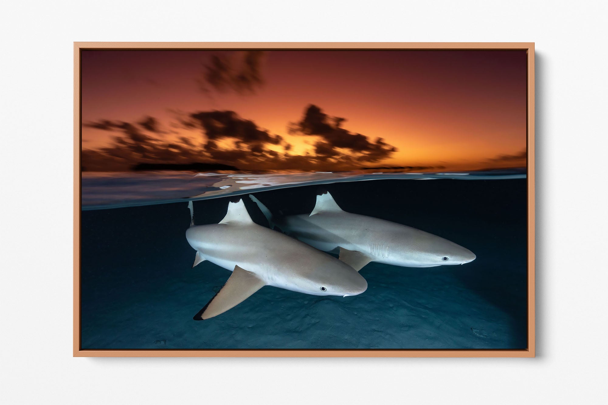 Side By Side Blacktip Reef Sharks