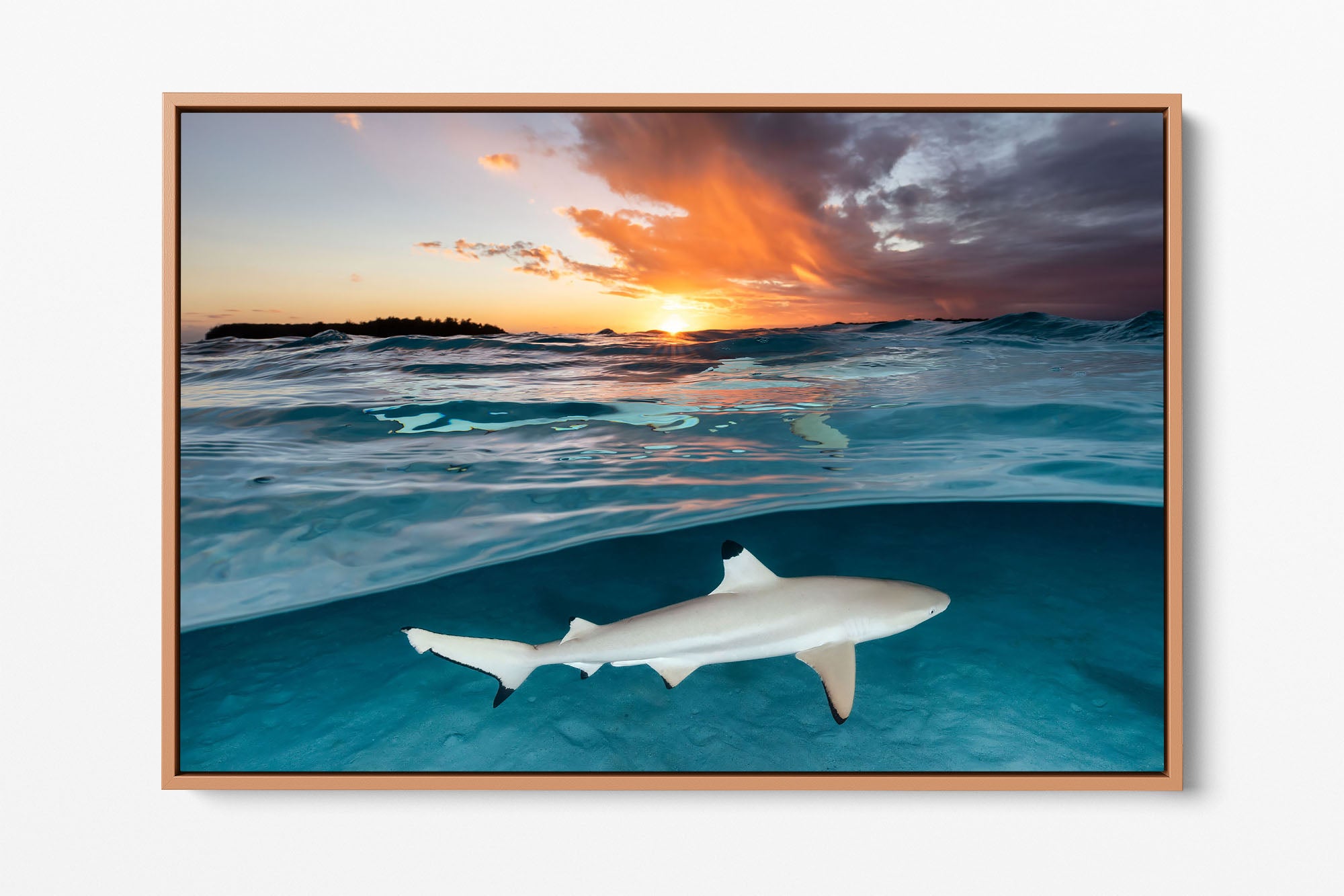 Blacktip Reef Shark Sunset Glow