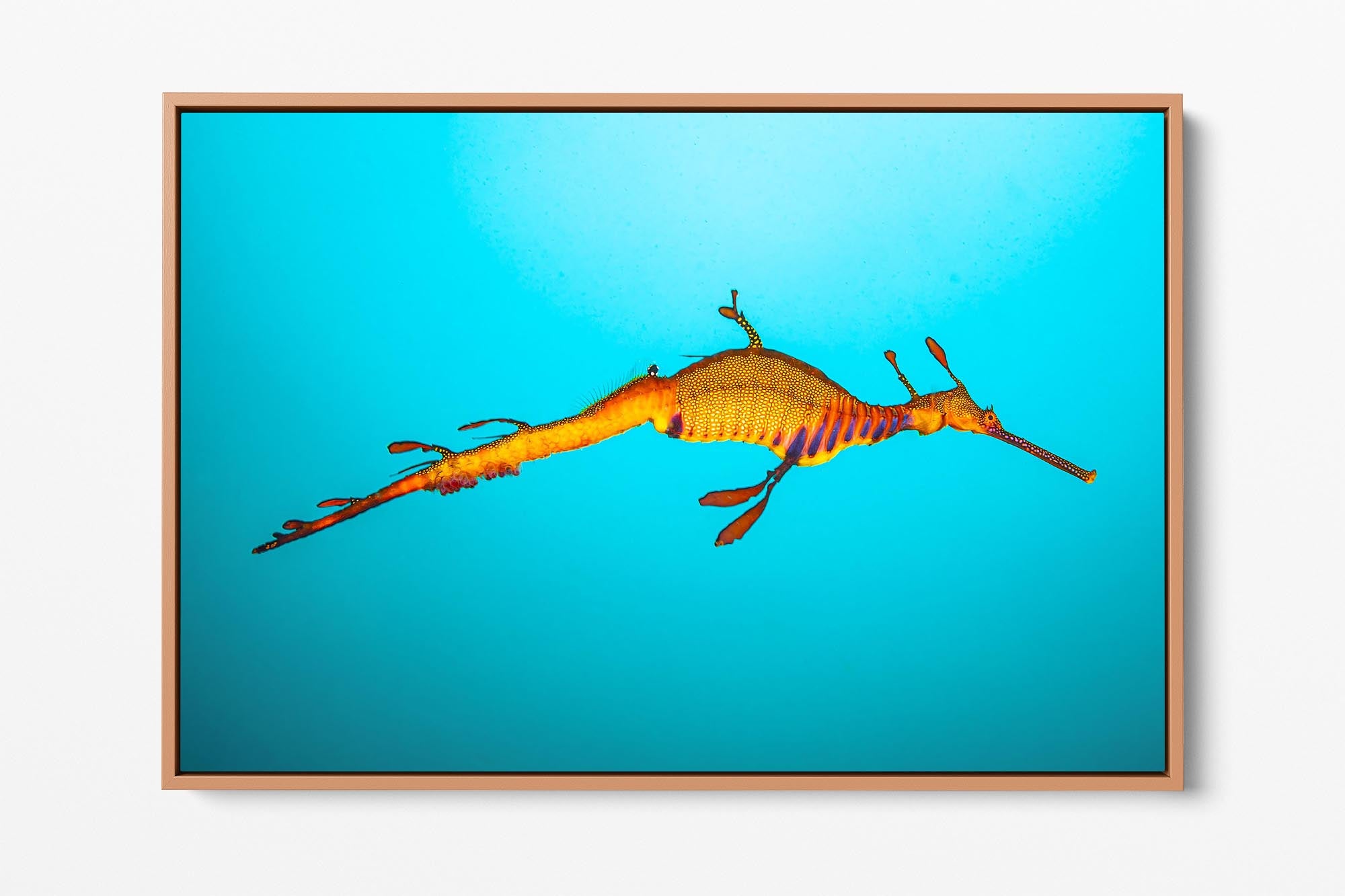 Weedy Sea Dragon Clarity