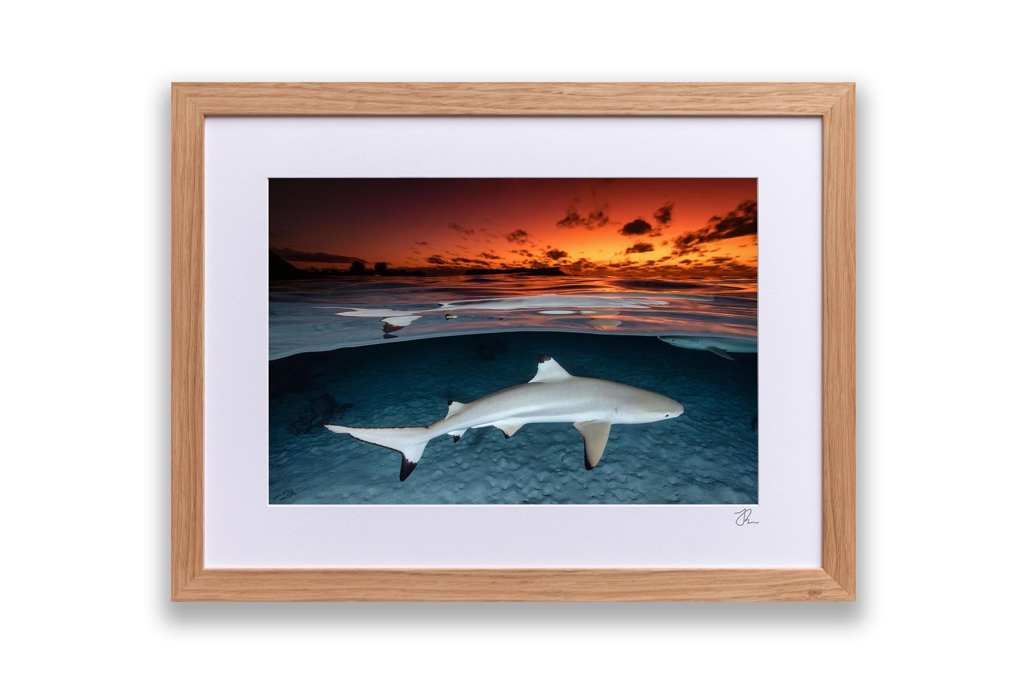 Blacktip Reef Shark Sunset