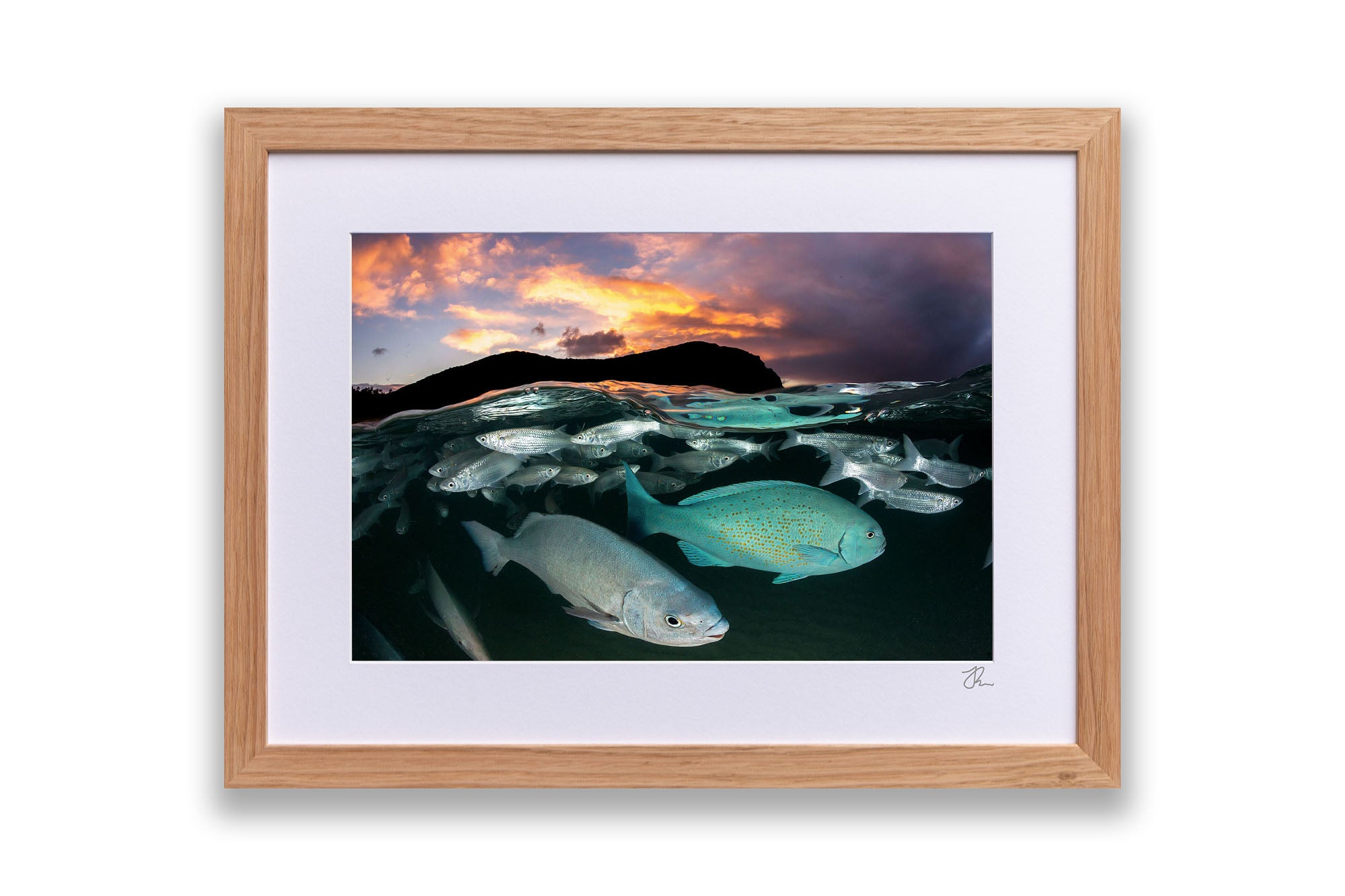 Neds Beach Fish Sunset Lord Howe Island