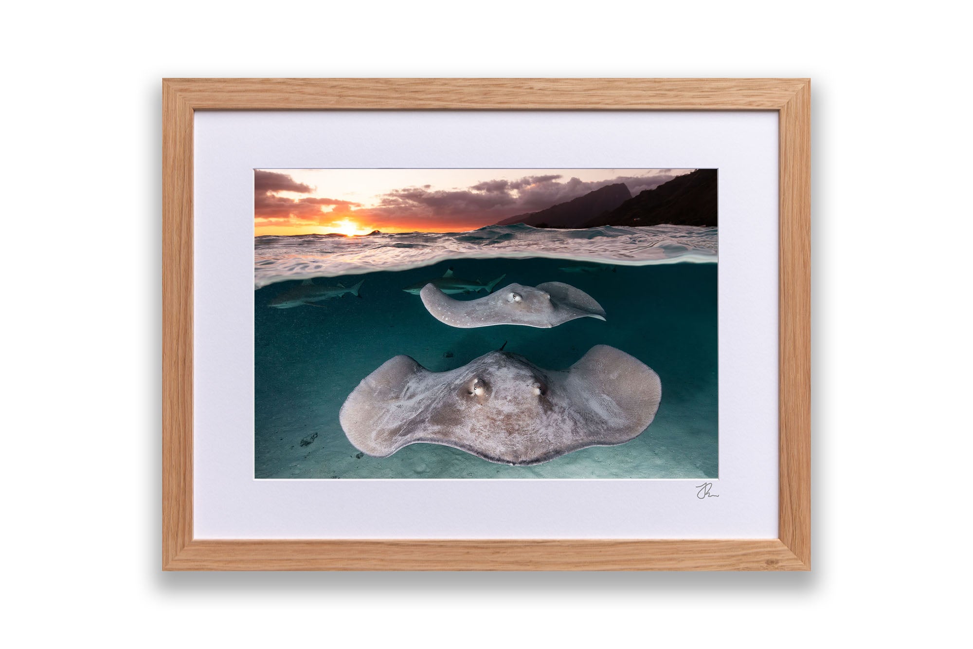 Stingray Sunset French Polynesia