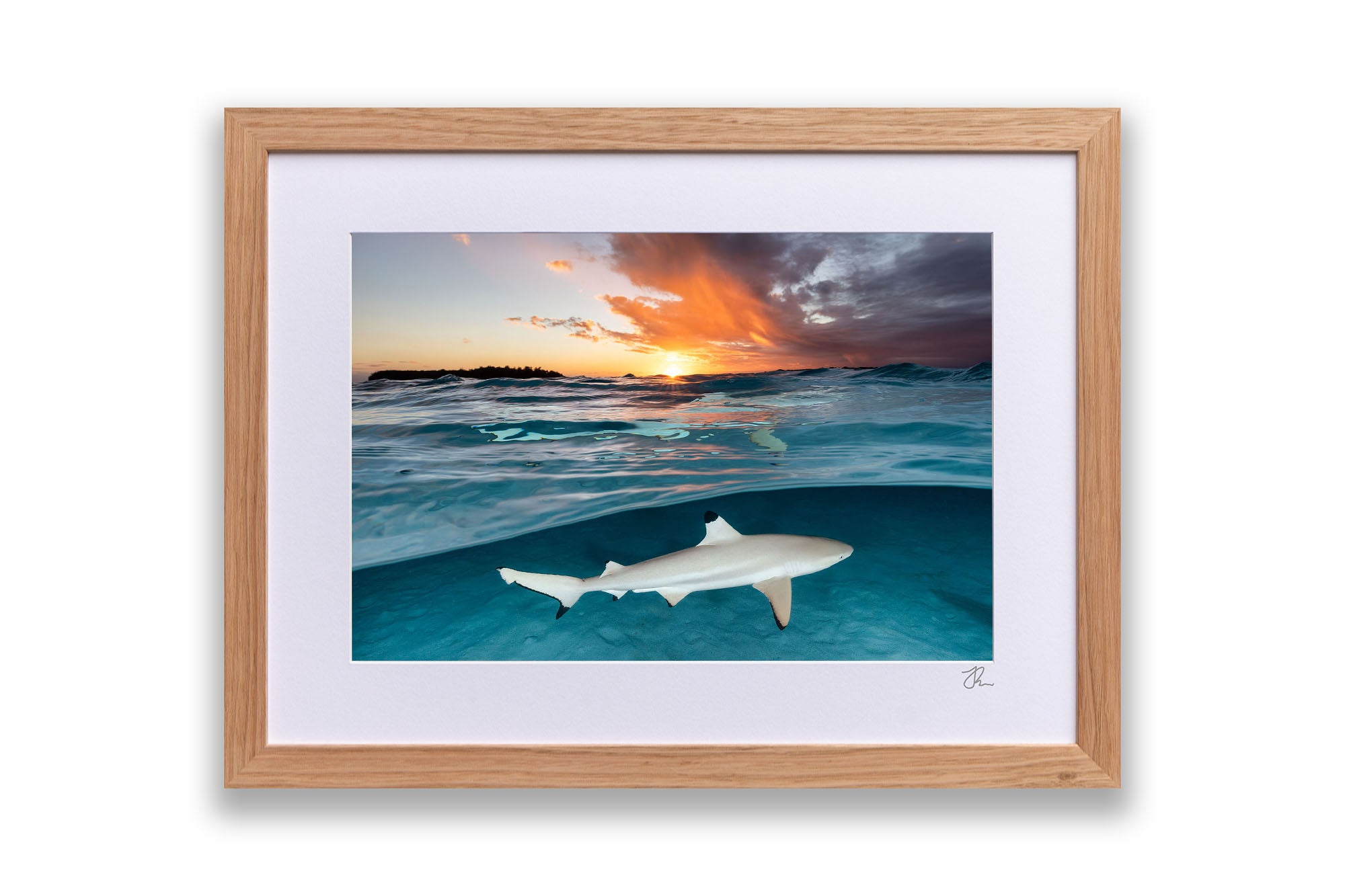 Blacktip Reef Shark Sunset Glow