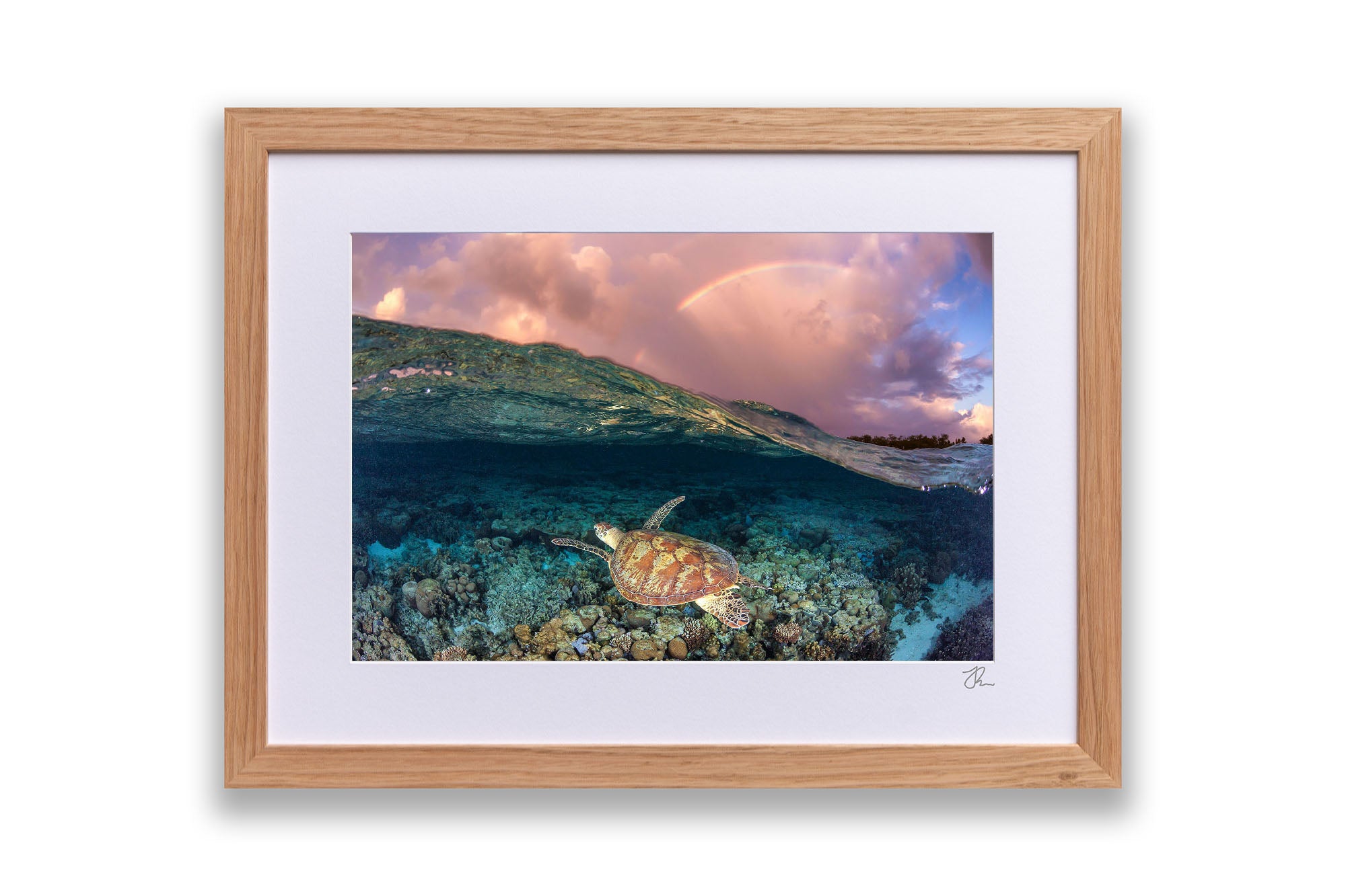 Over Under Rainbow Turtle Great Barrier Reef