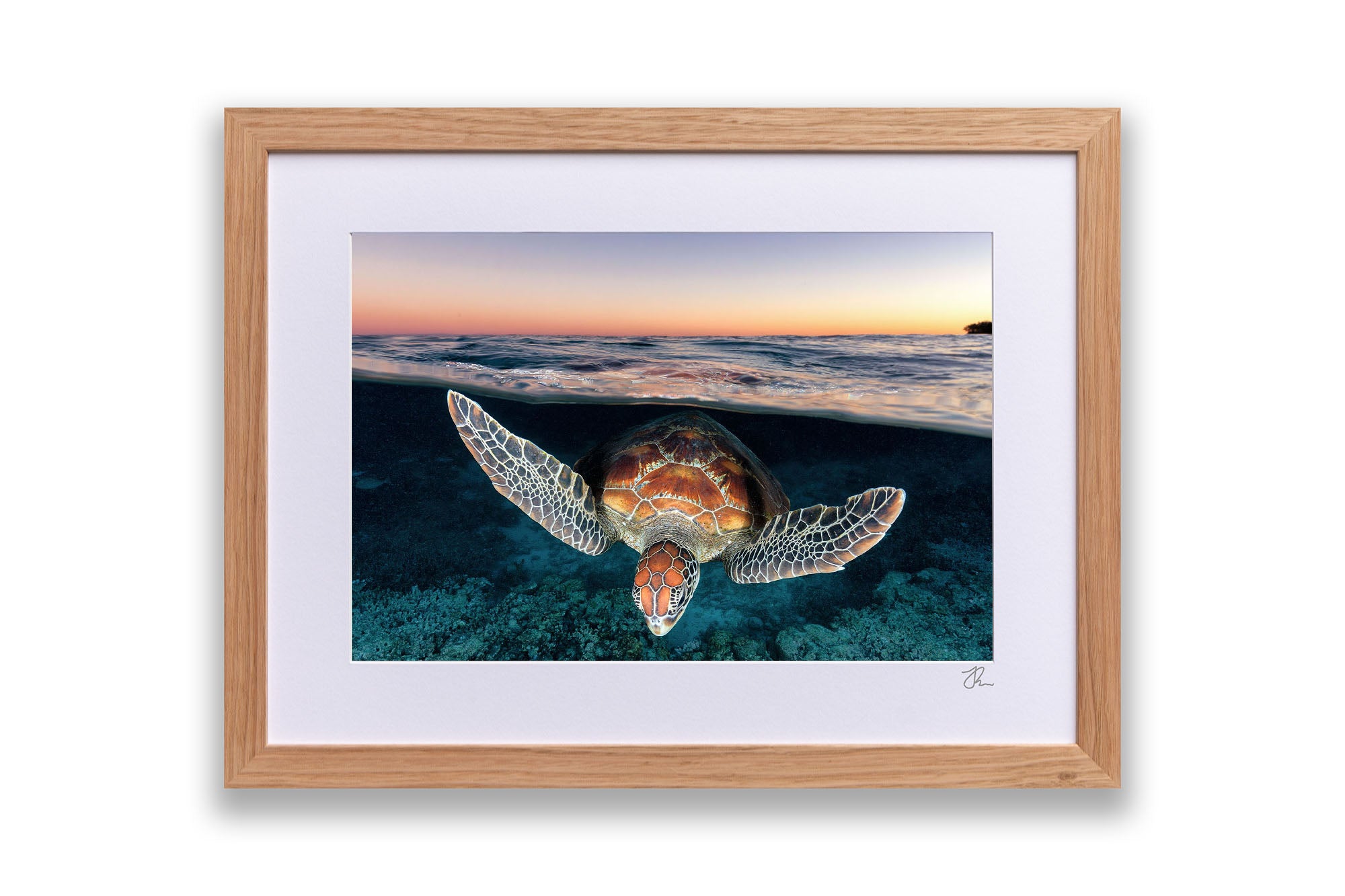 Sunset Glow Turtle | Great Barrier Reef