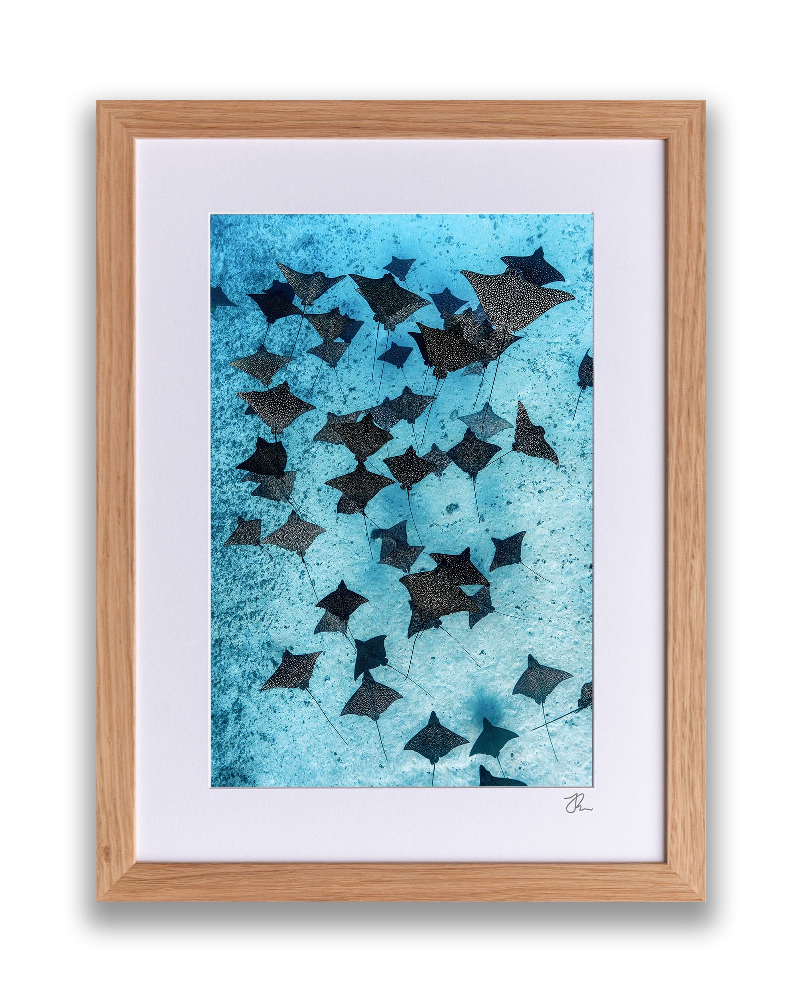 Fever of Eagle Rays Vertical