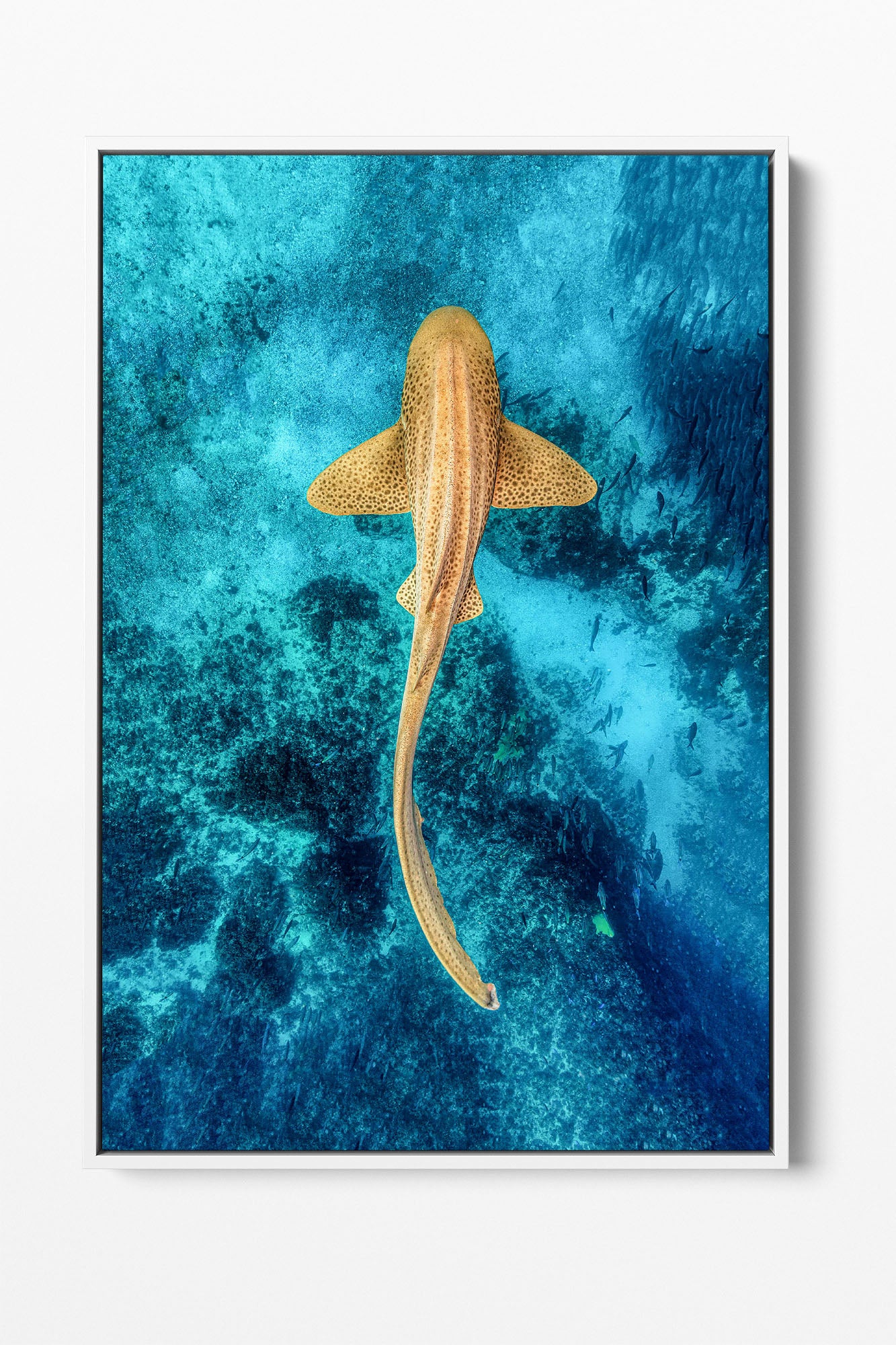 Leopard Shark Clarity | Vertical