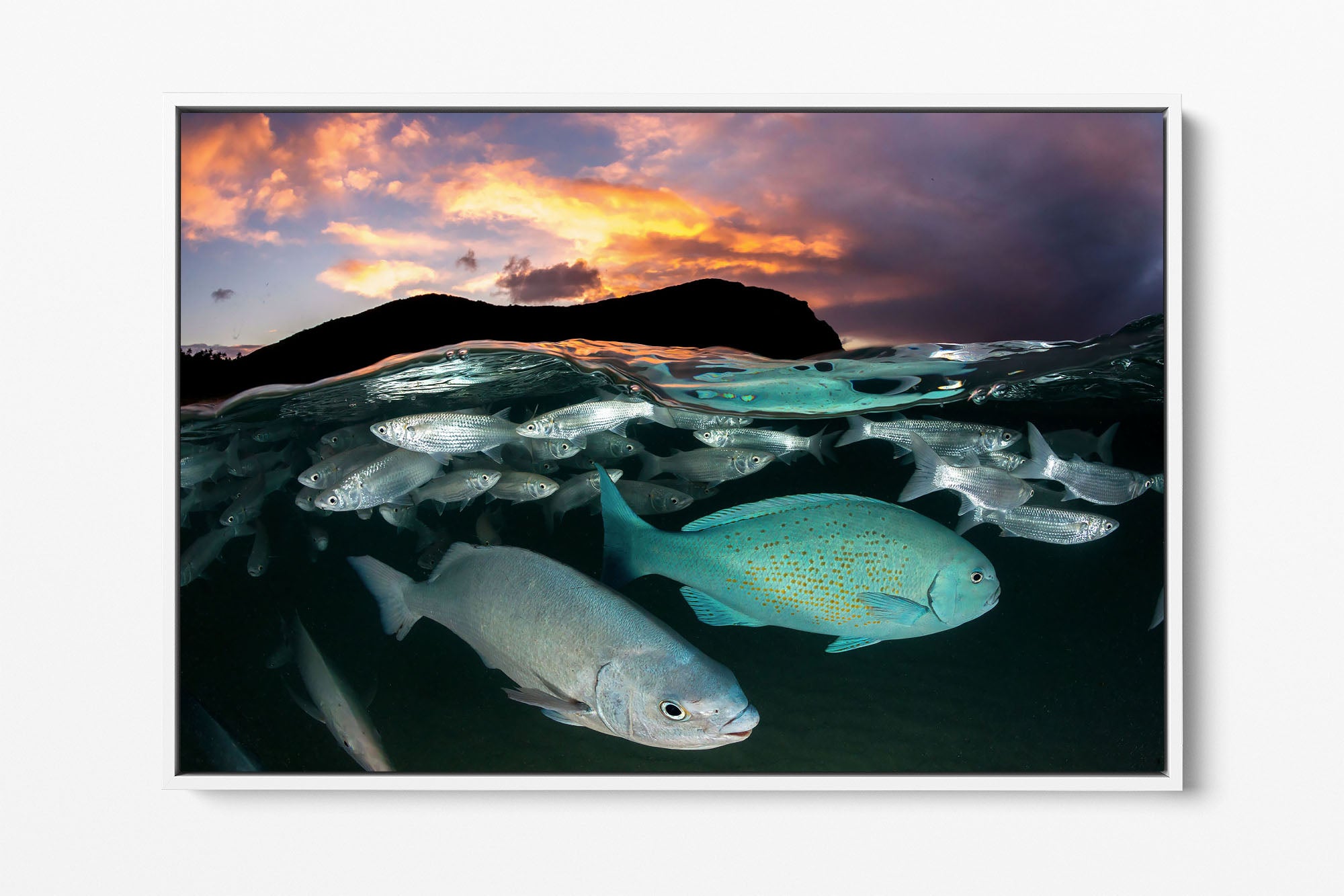 Neds Beach Fish Sunset Lord Howe Island