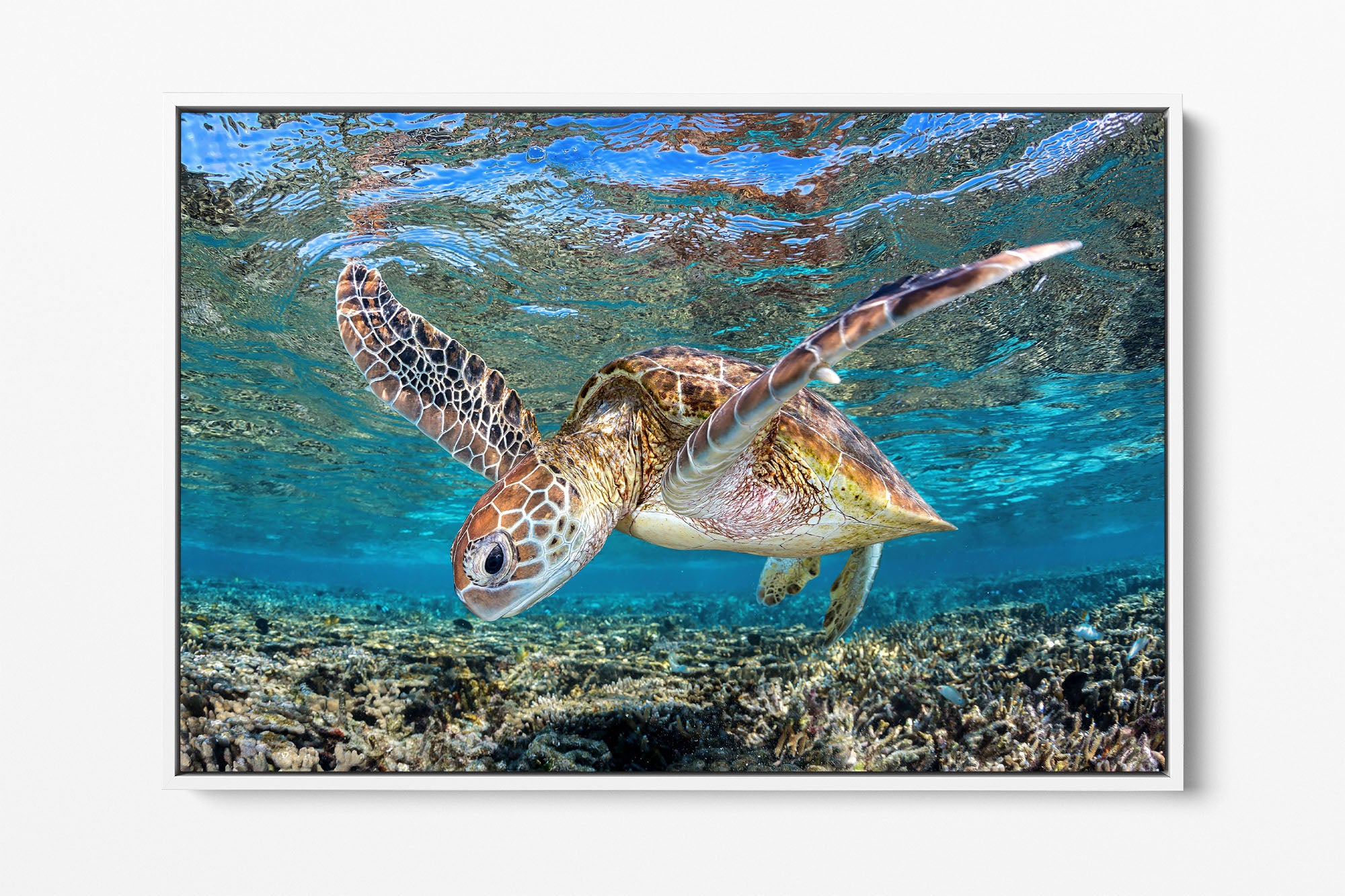 Graceful Glider Turtle | Great Barrier Reef