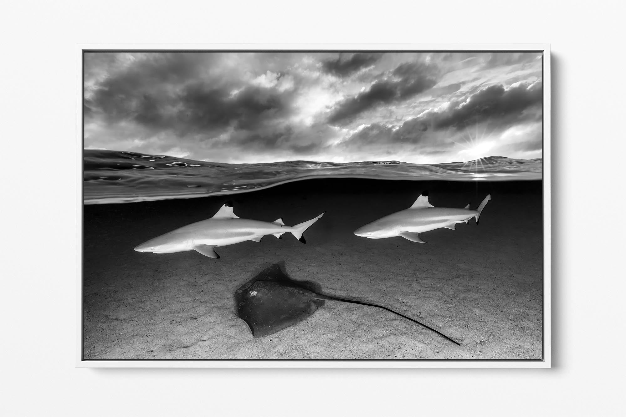 Shark and Ray Lagoon Monochrome