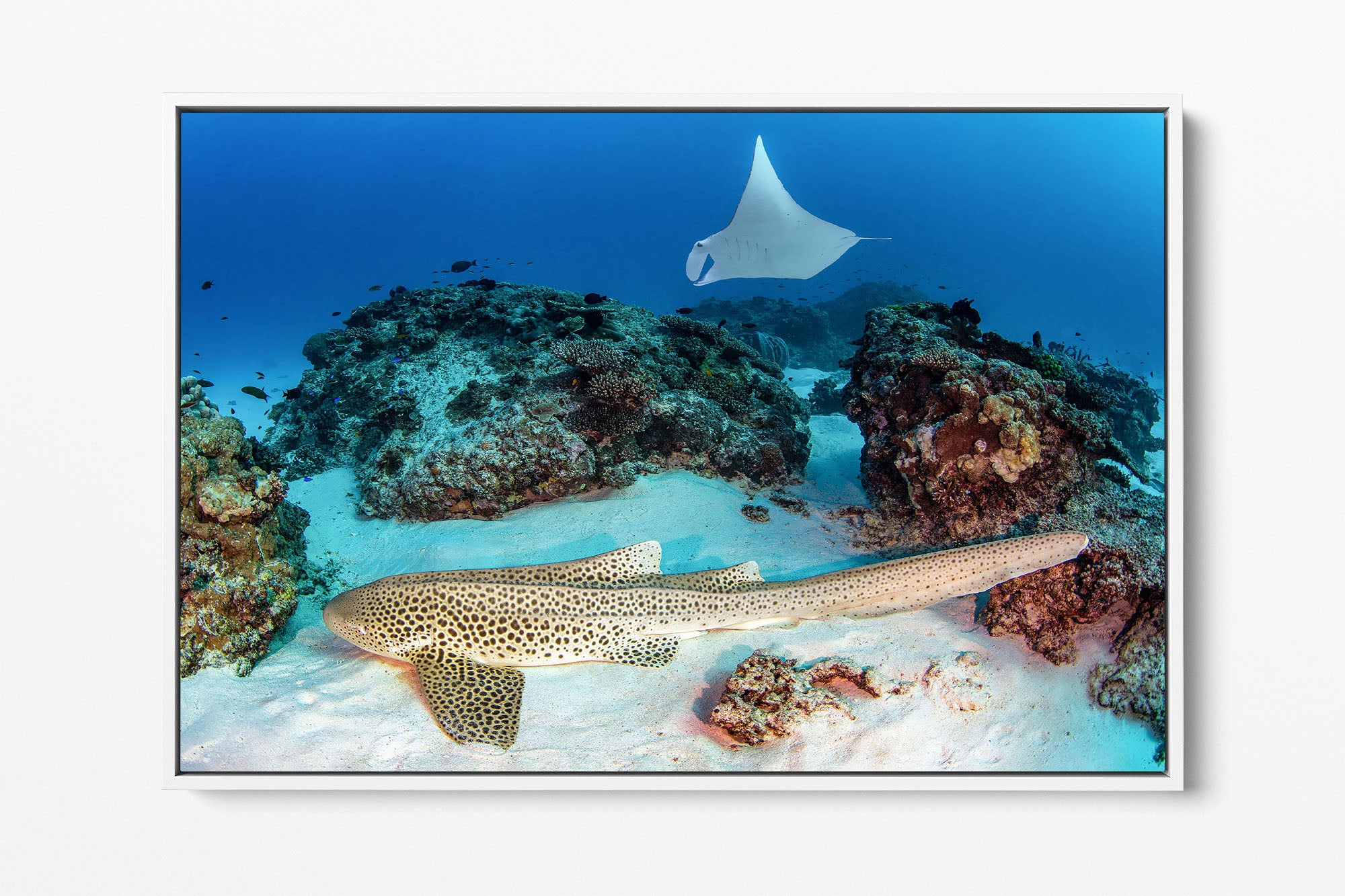 Leopard Shark and Manta Ray Great Barrier Reef