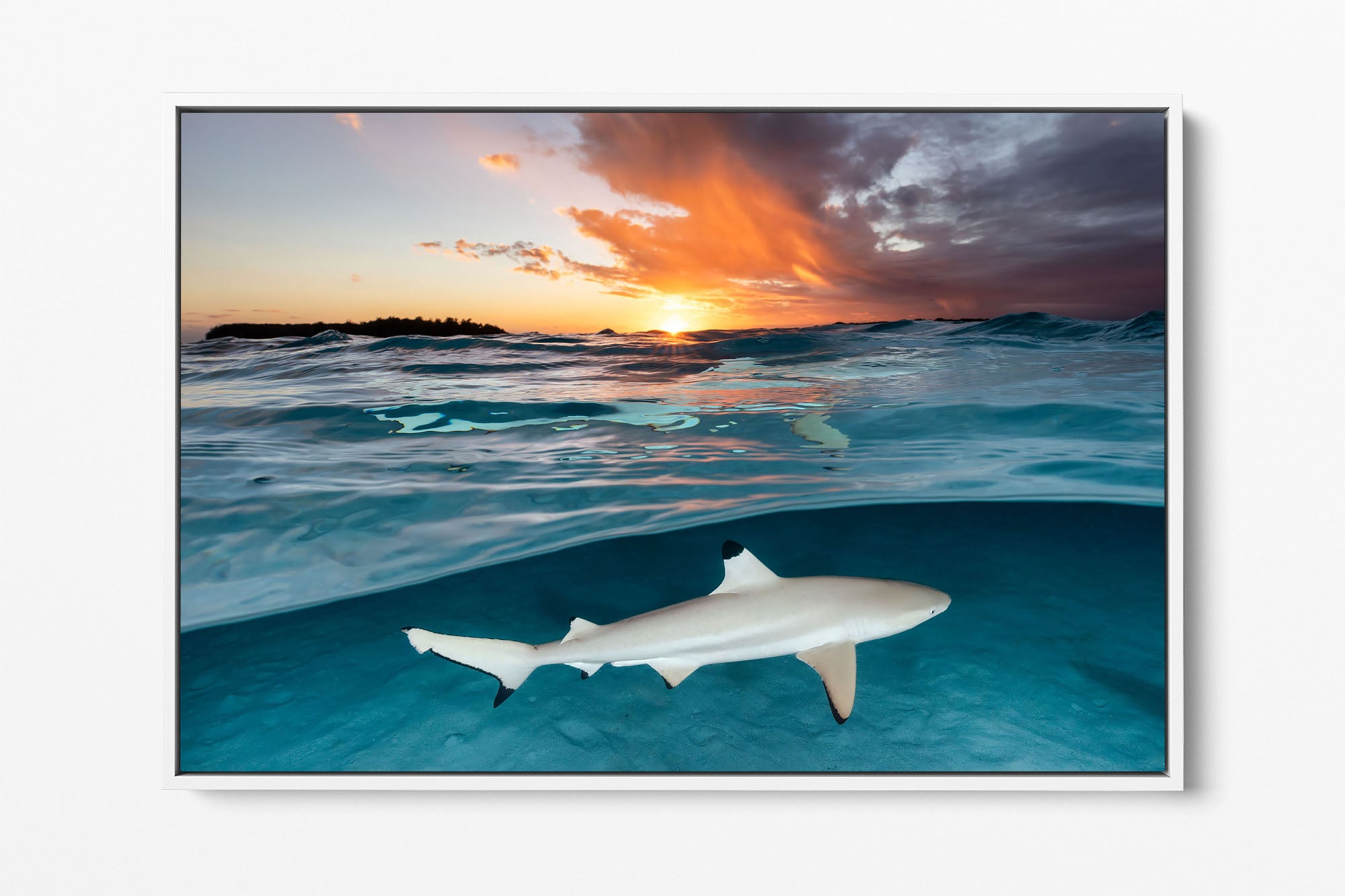 Blacktip Reef Shark Sunset Glow