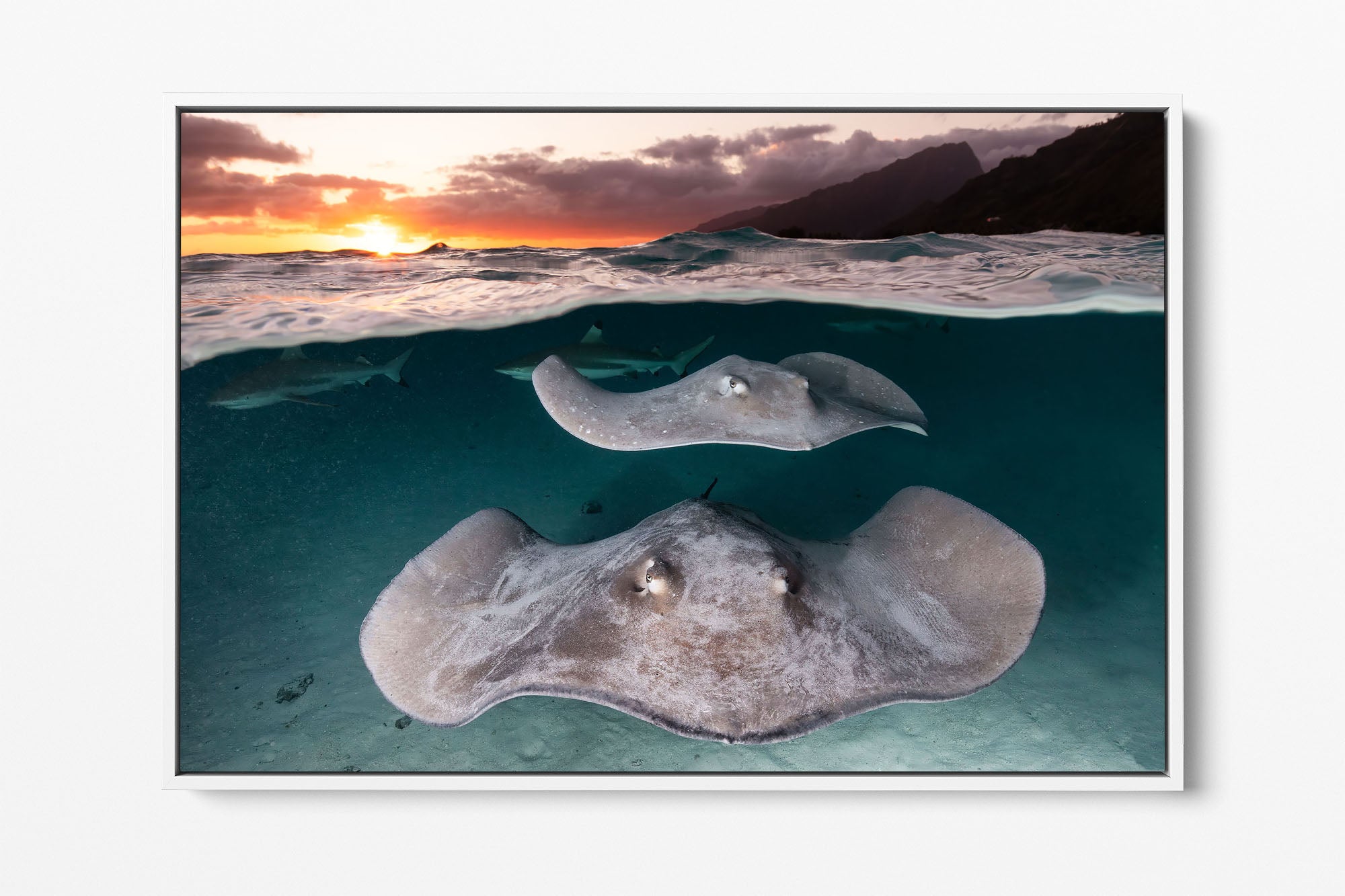 Stingray Sunset French Polynesia