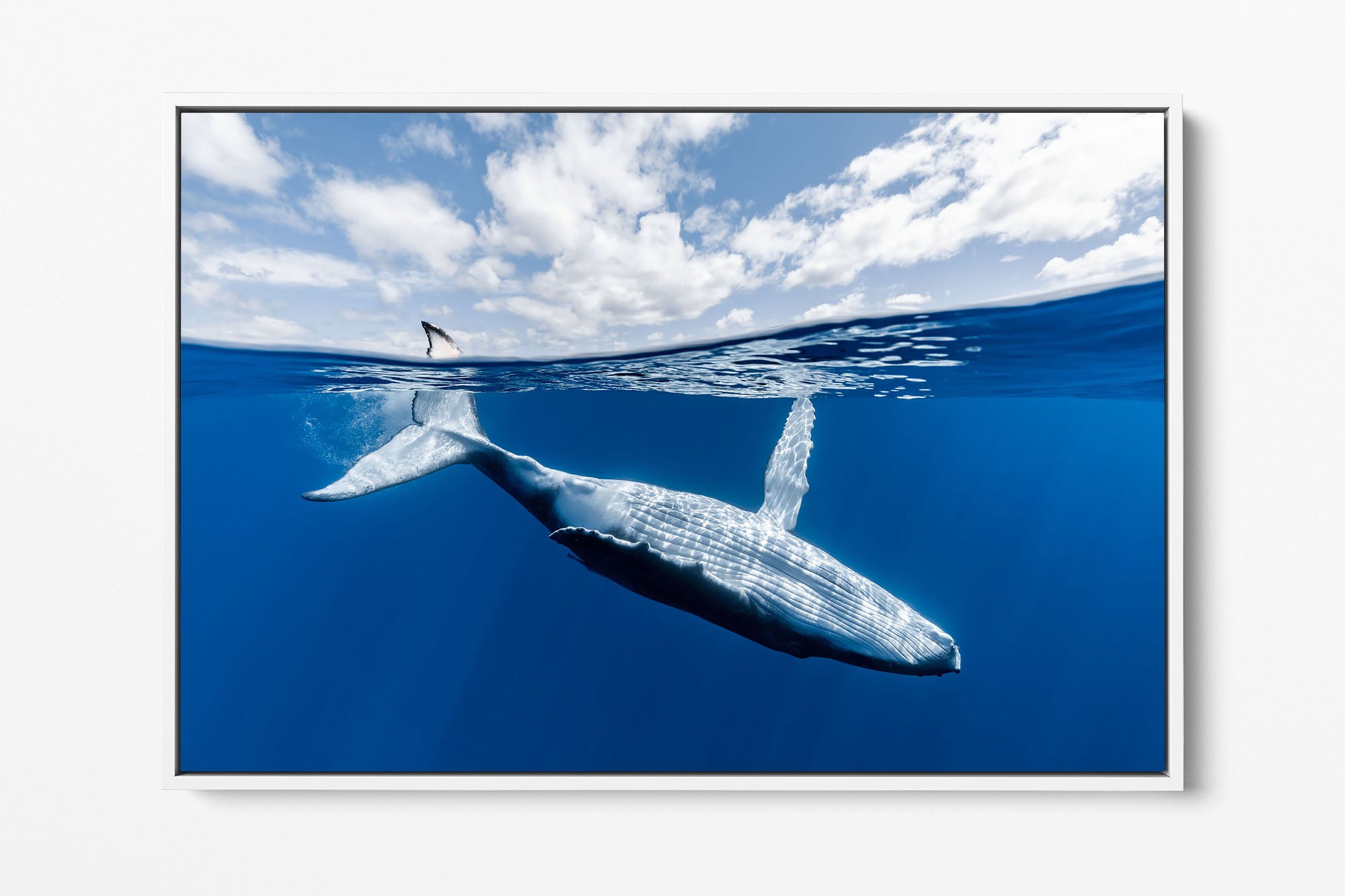 Touch The Sky Humpback Whale