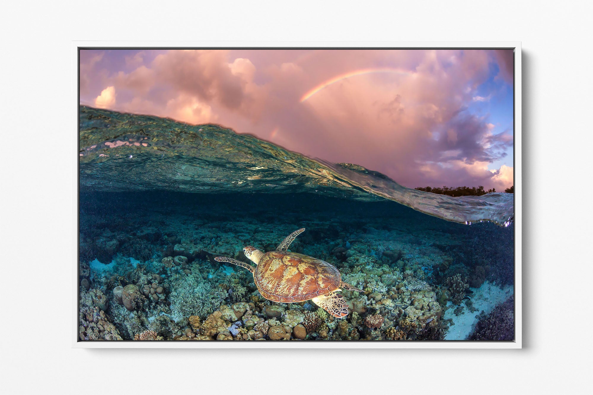 Over Under Rainbow Turtle Great Barrier Reef