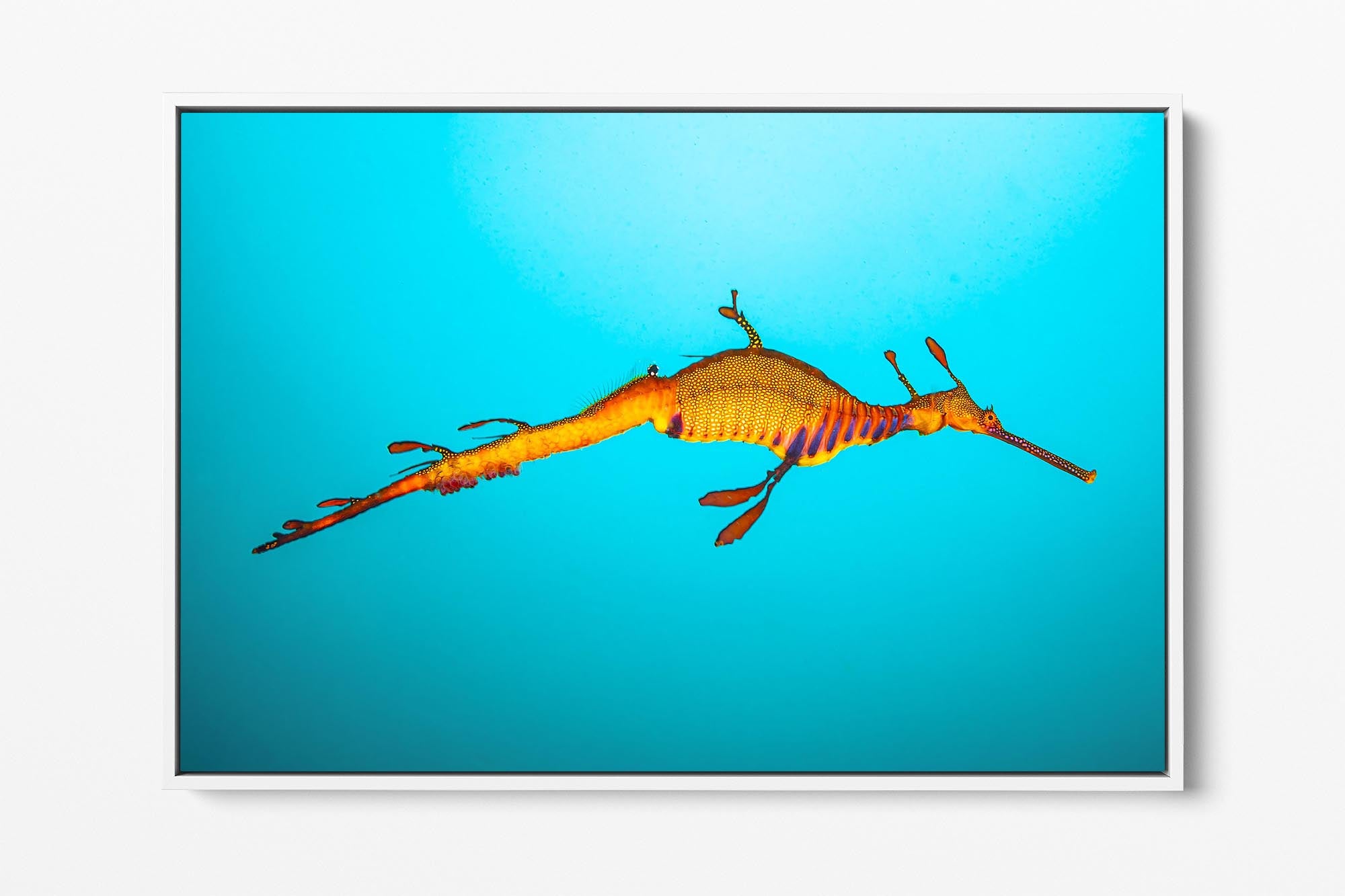 Weedy Sea Dragon Clarity