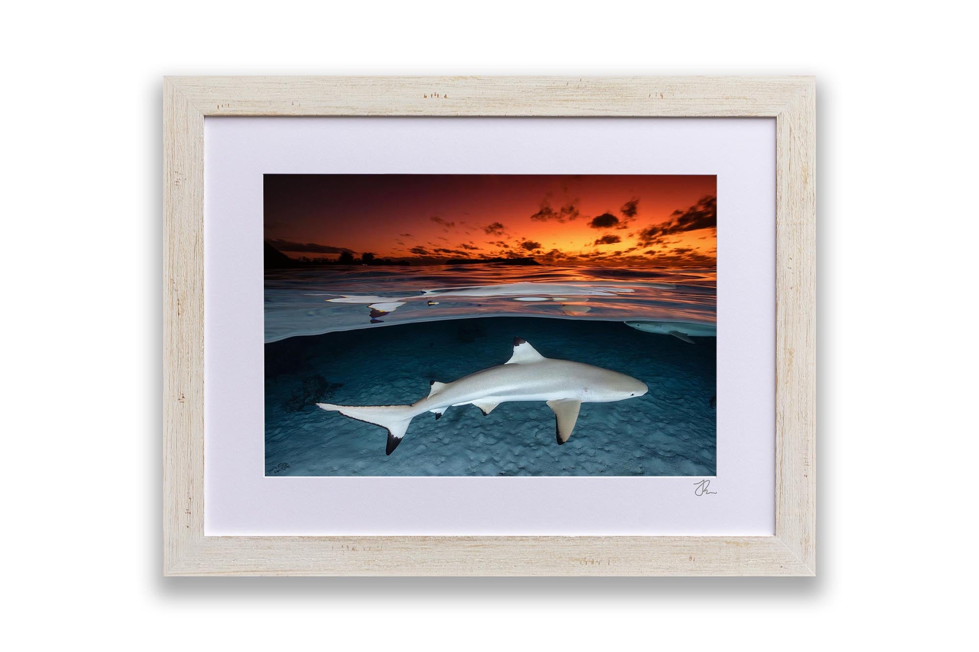 Blacktip Reef Shark Sunset