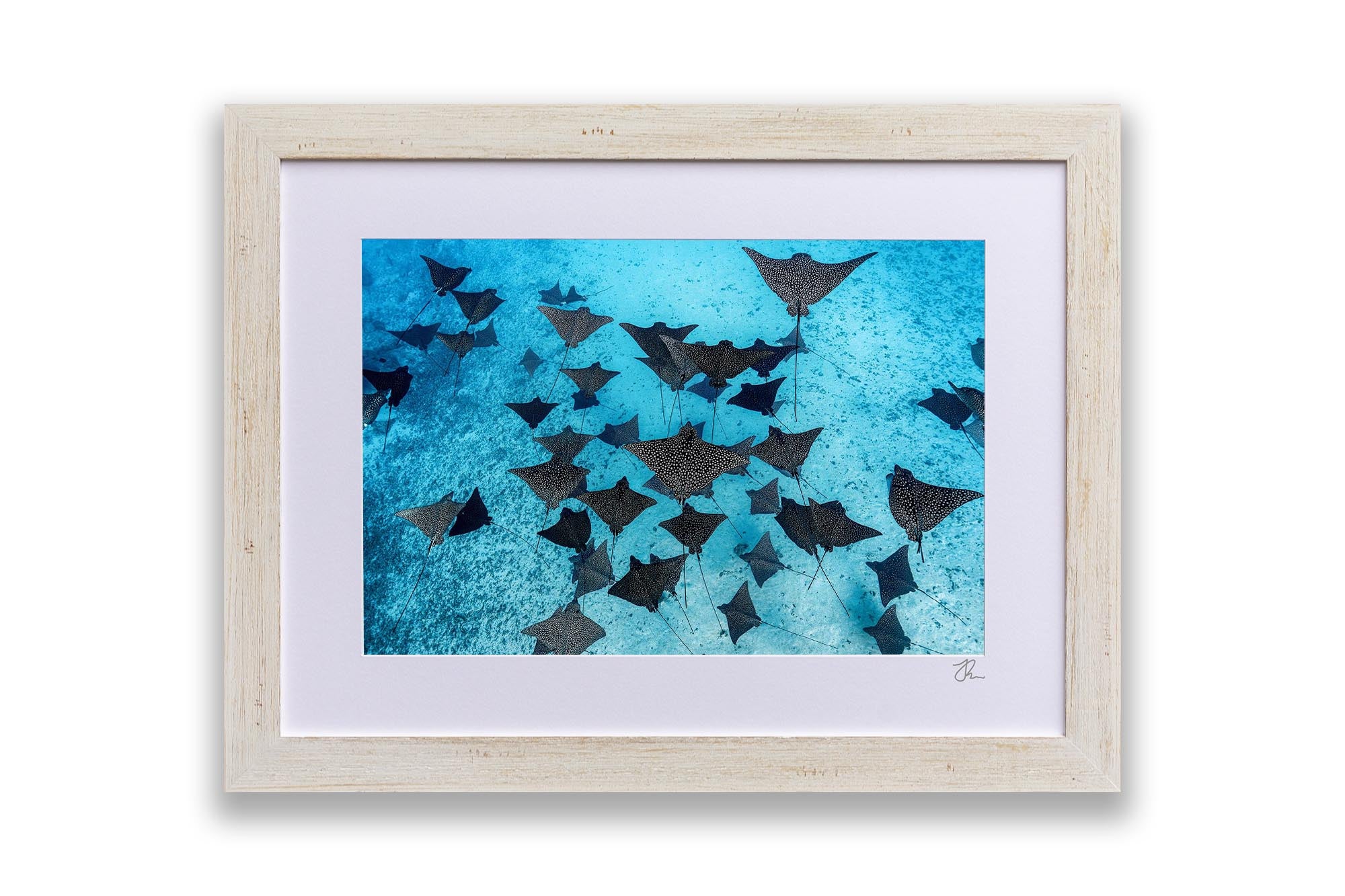 Spotted Eagle Ray Fever