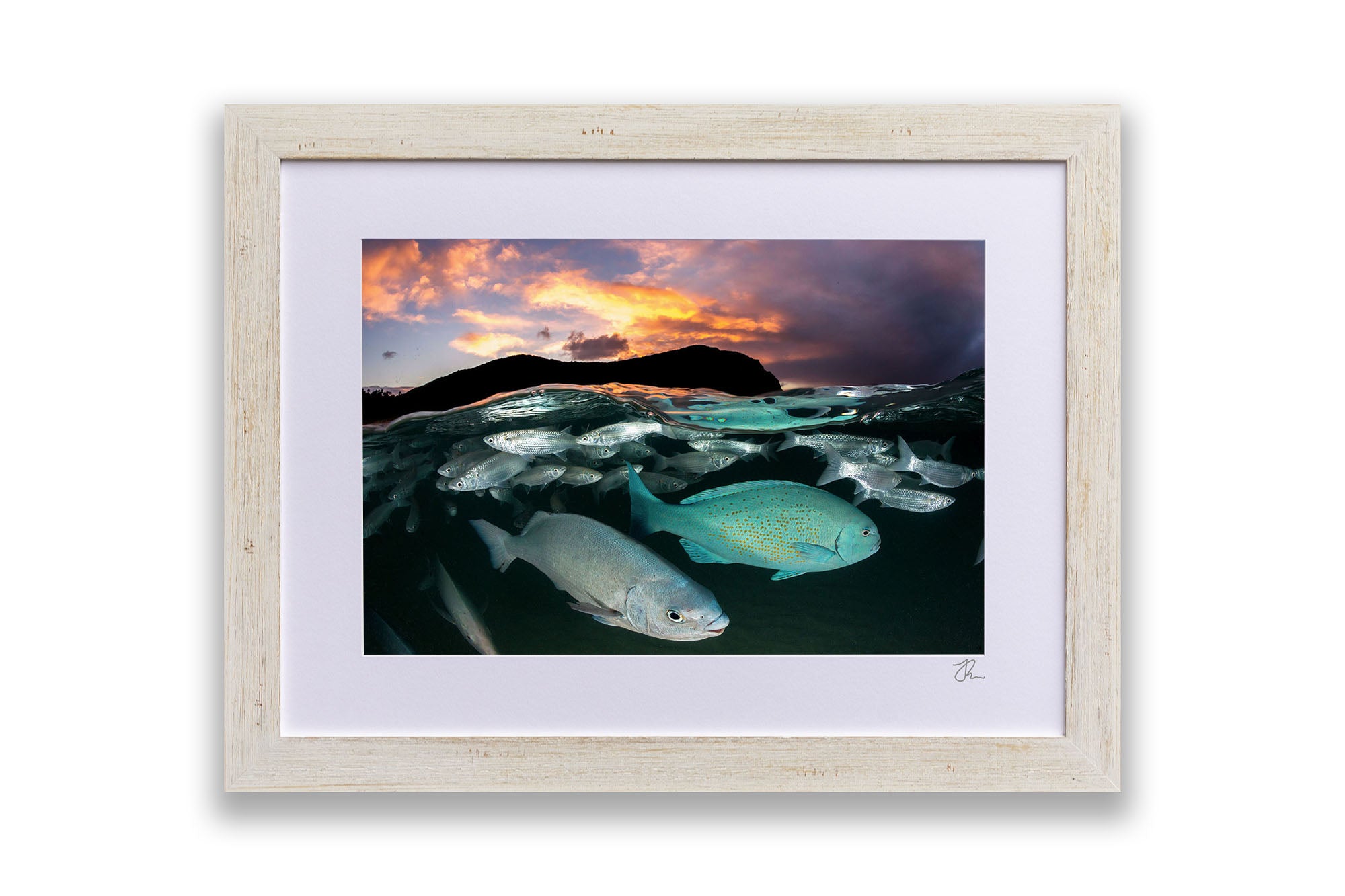 Neds Beach Fish Sunset Lord Howe Island