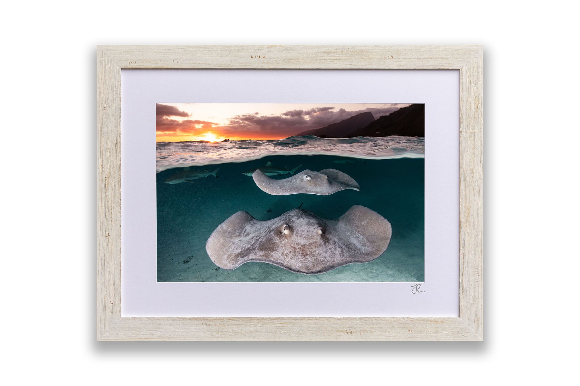 Stingray Sunset French Polynesia