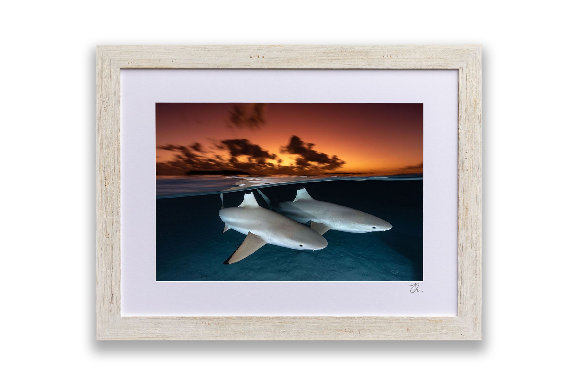 Side By Side Blacktip Reef Sharks