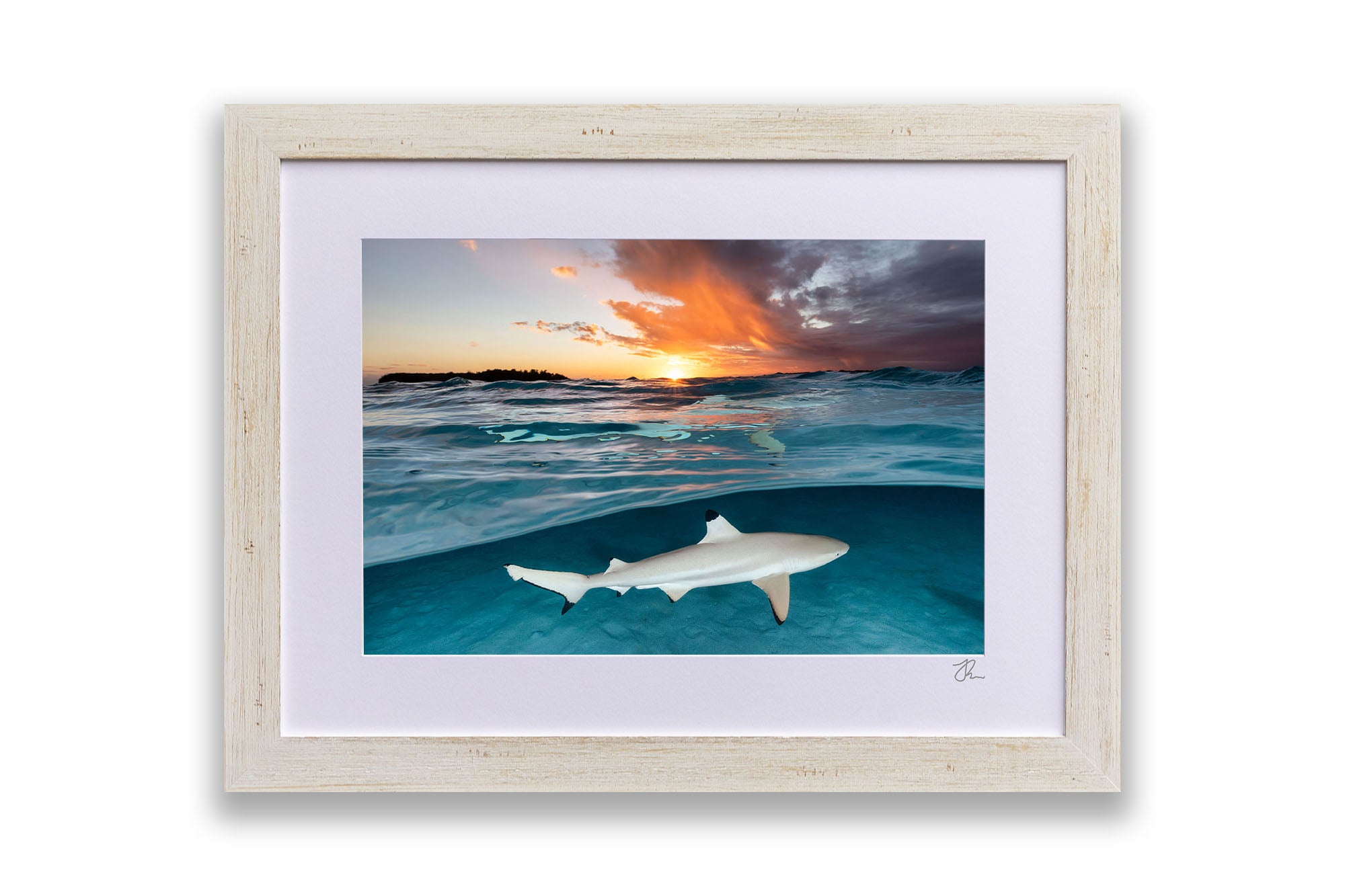 Blacktip Reef Shark Sunset Glow