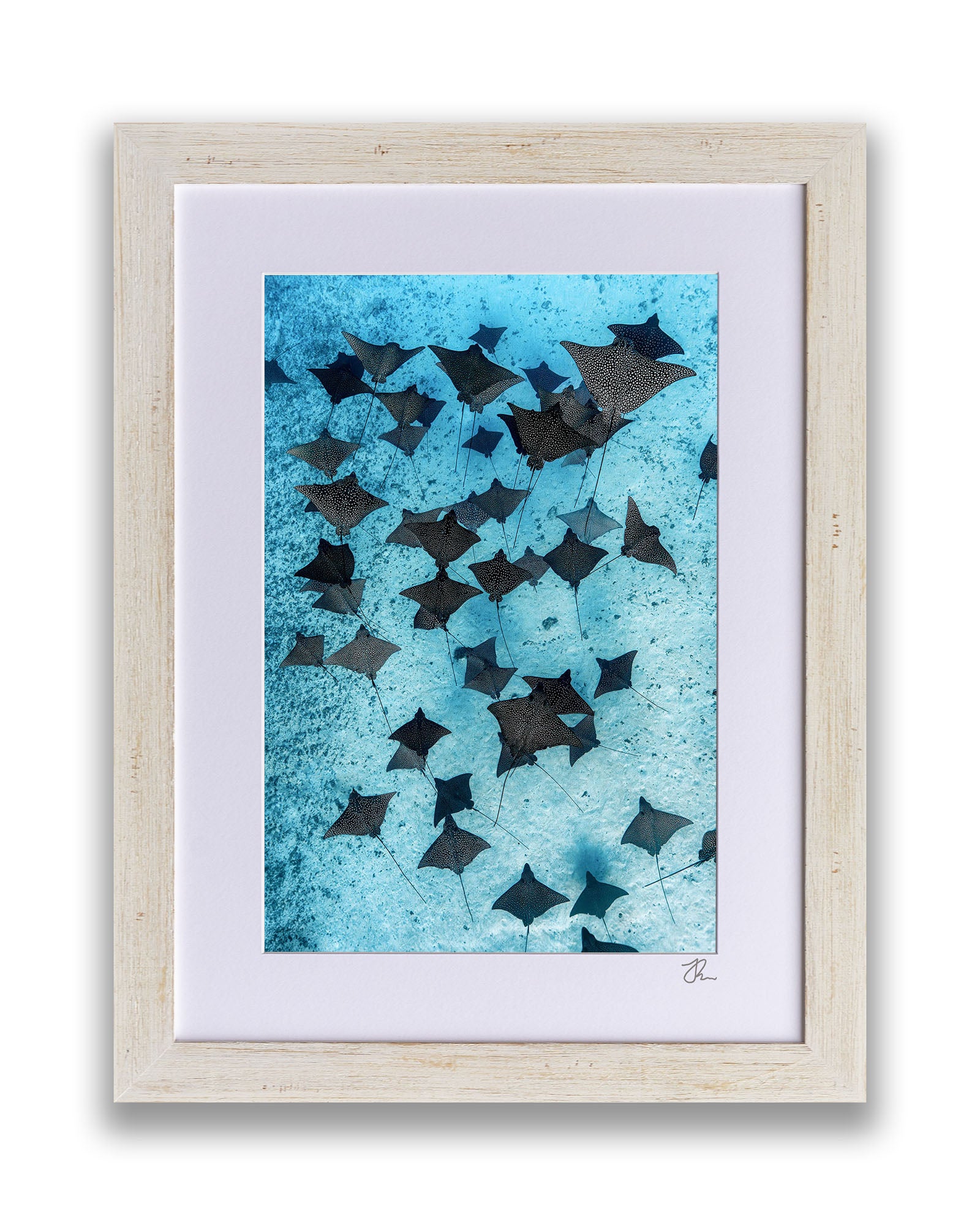 Fever of Eagle Rays Vertical